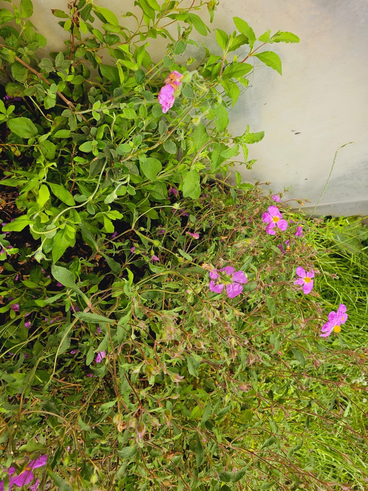 Cistus creticus 'Saint Florent' - Herrenkamper Gärten - Pflanzenraritäten