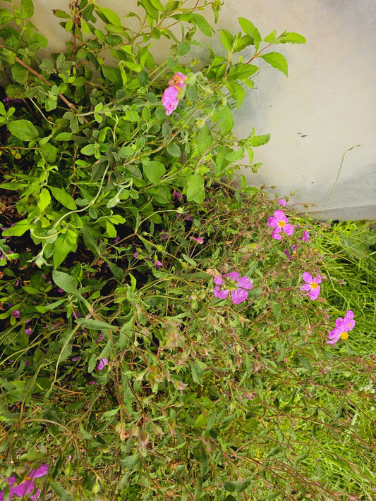 Cistus creticus 'Saint Florent' - Herrenkamper Gärten - Pflanzenraritäten