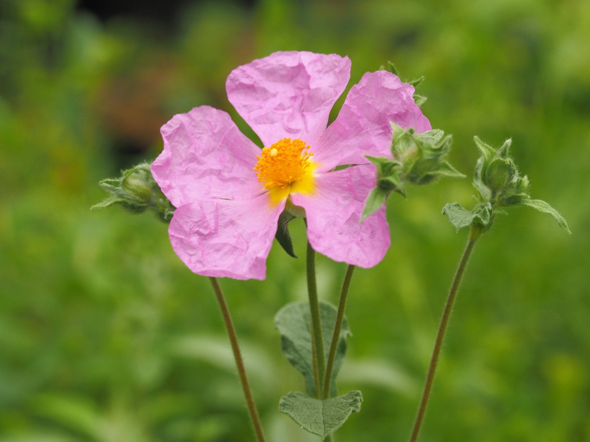 Cistus crispus - Herrenkamper Gärten - Pflanzenraritäten