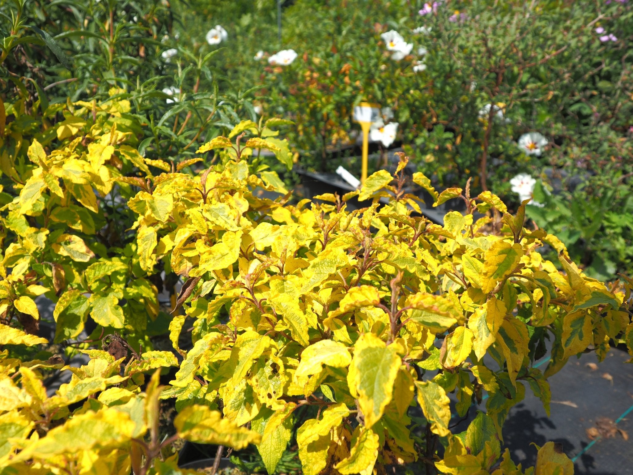 Cistus 'Gold Prize' - Herrenkamper Gärten - Pflanzenraritäten