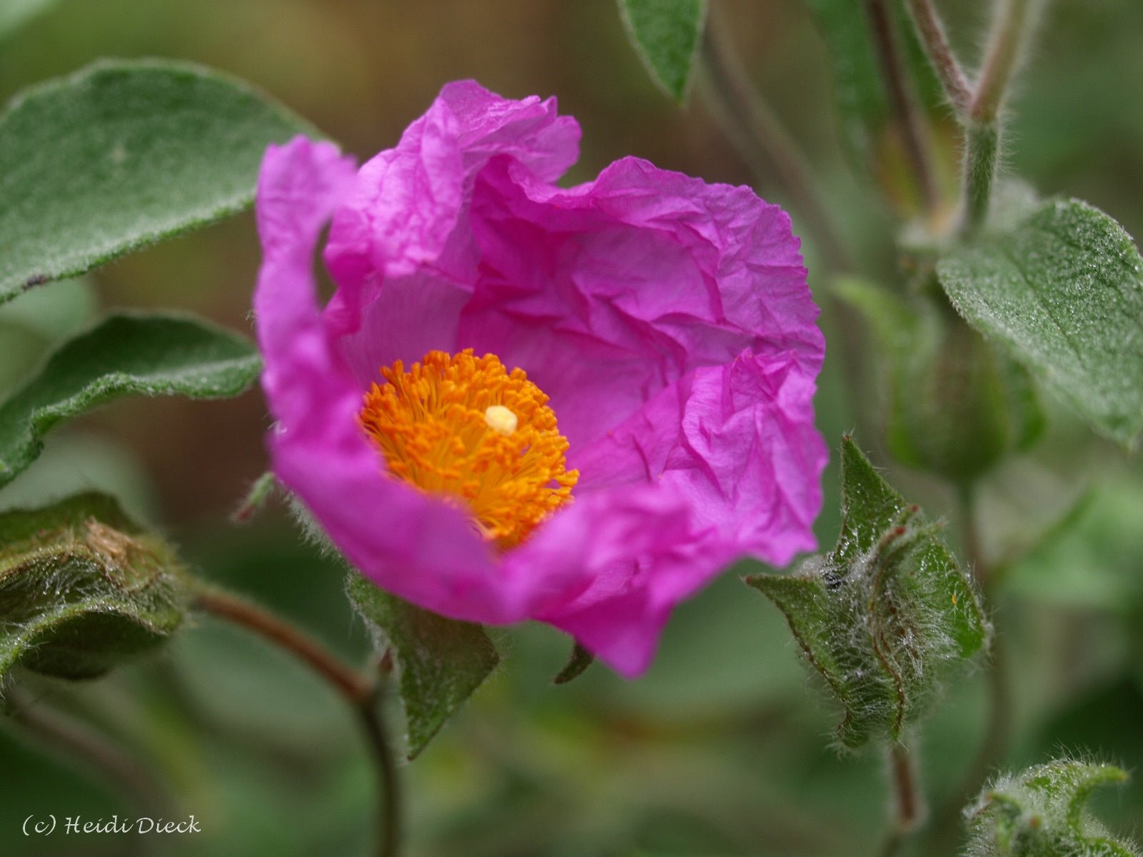 Cistus incanus - Herrenkamper Gärten - Pflanzenraritäten