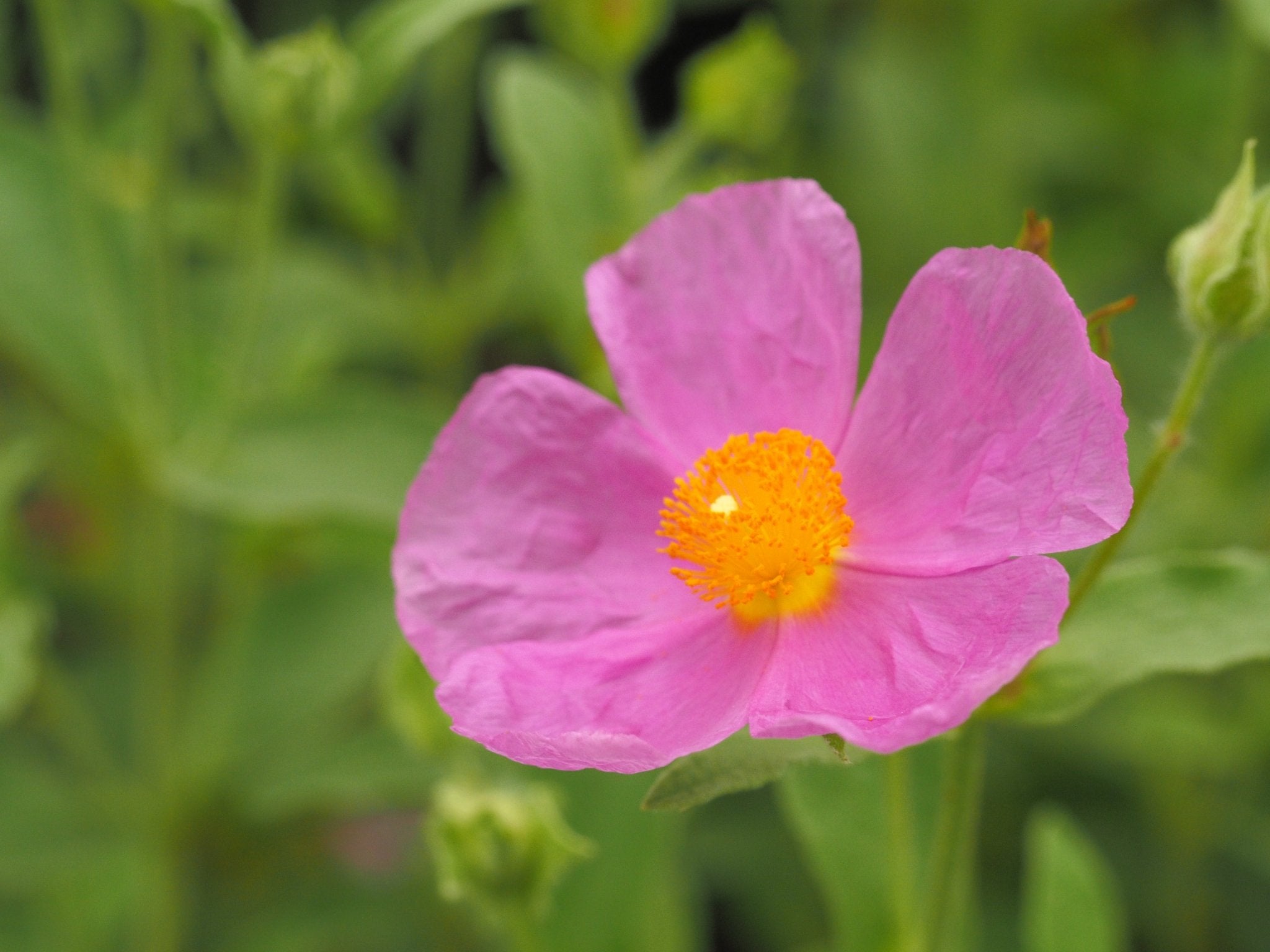Cistus incanus 'Belle de Jour' - Herrenkamper Gärten - Pflanzenraritäten