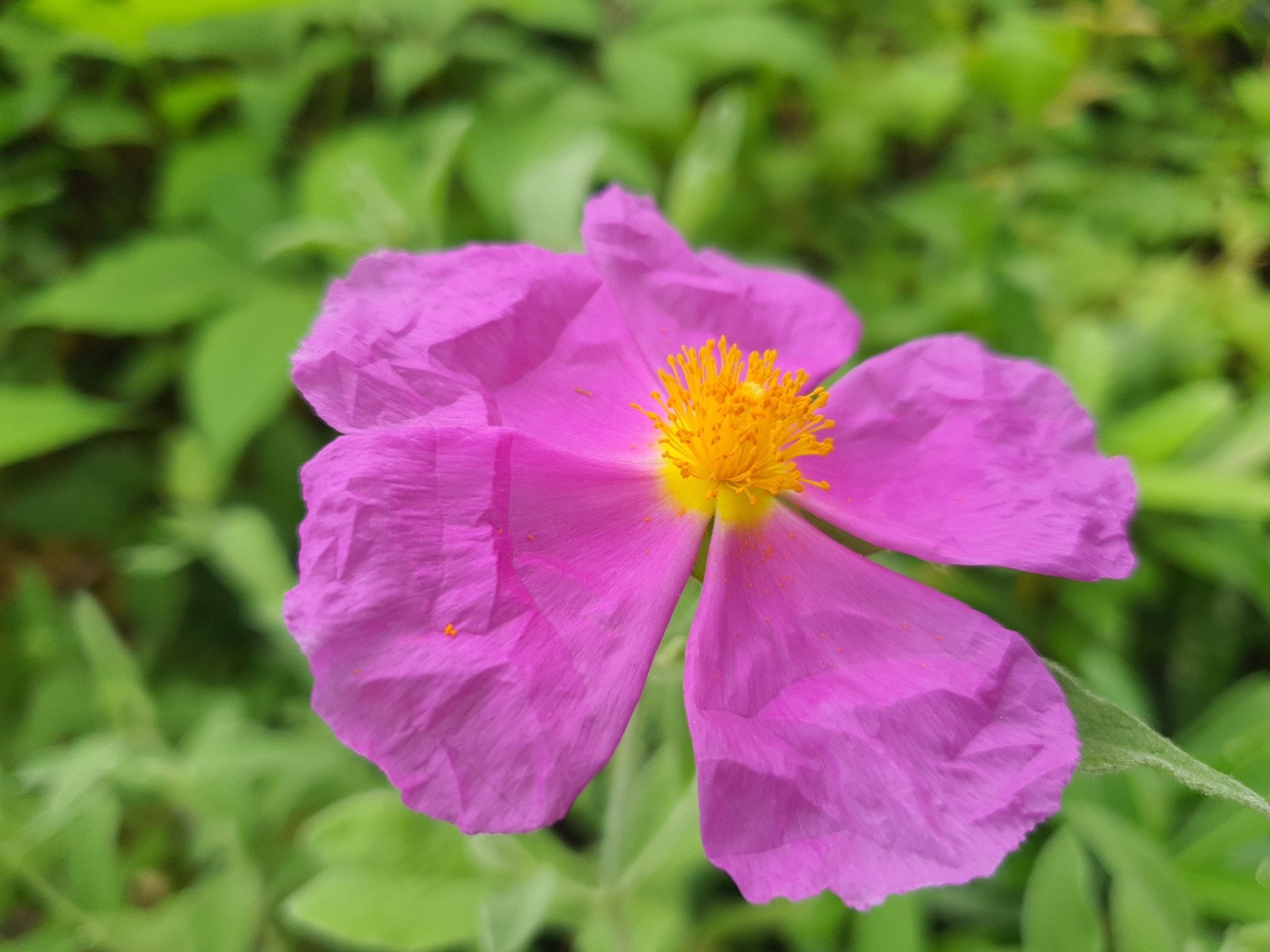 Cistus incanus 'Belle de Jour' - Herrenkamper Gärten - Pflanzenraritäten