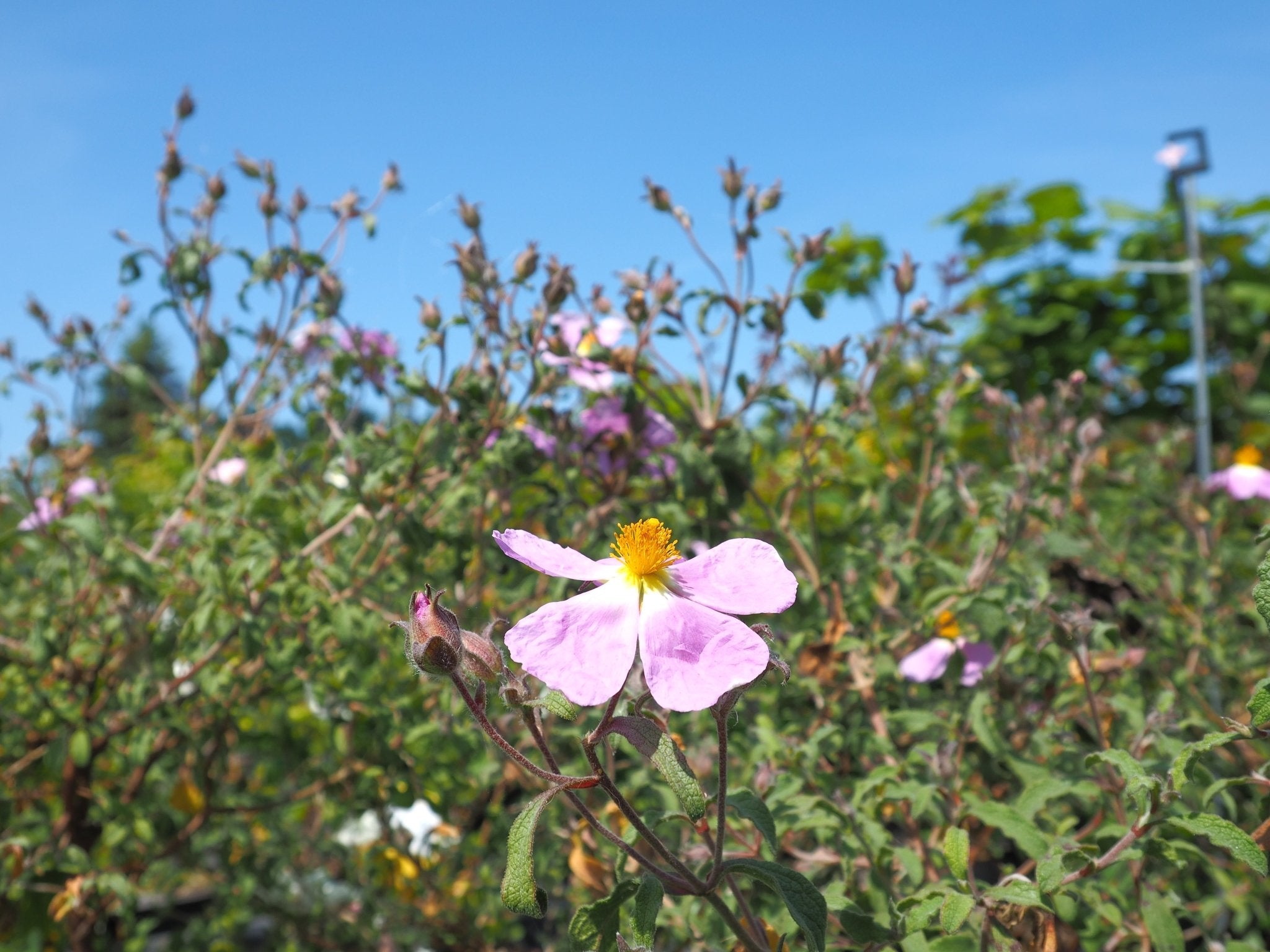 Cistus incanus ssp creticus - Herrenkamper Gärten - Pflanzenraritäten