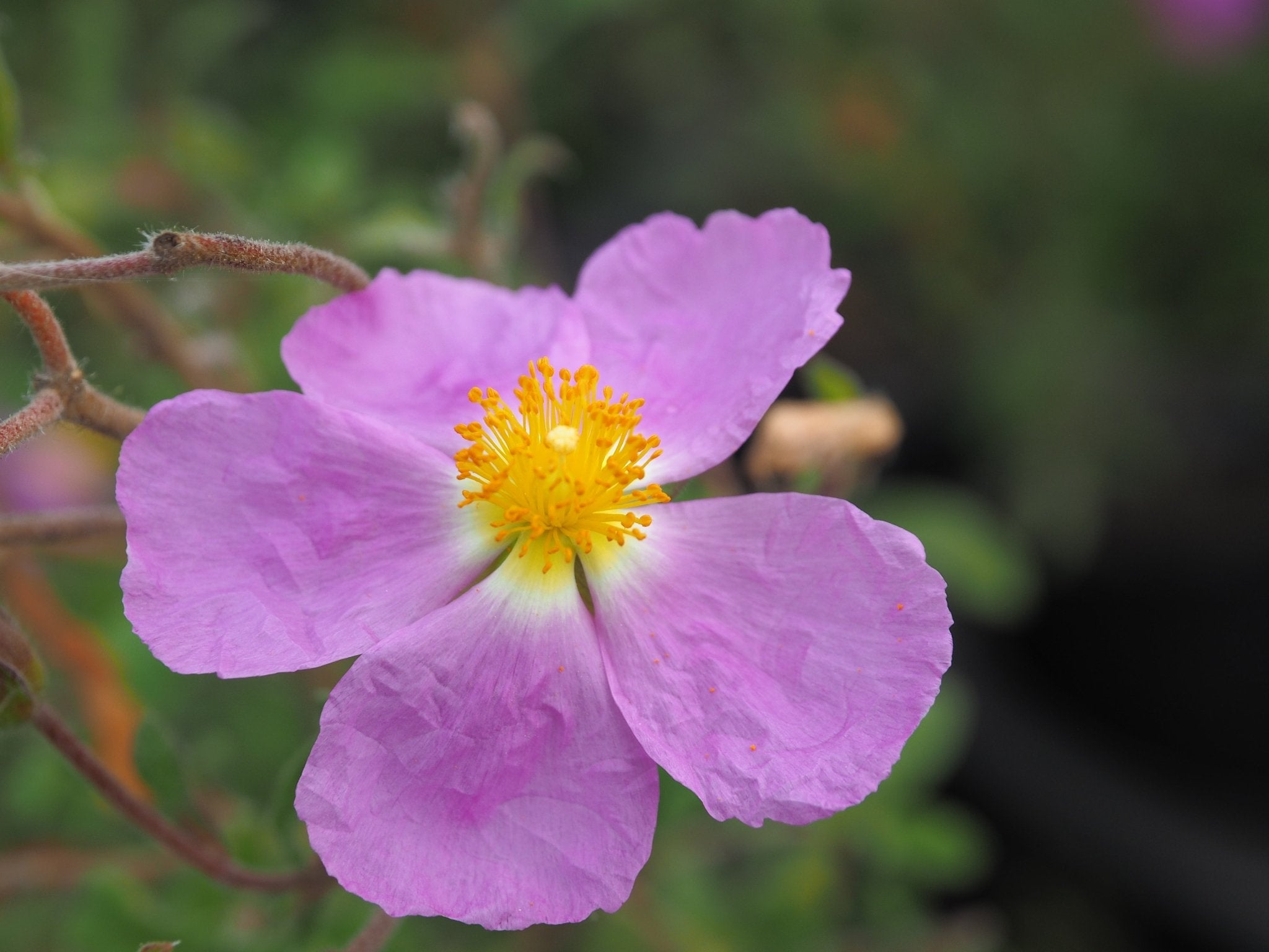 Cistus incanus ssp creticus - Herrenkamper Gärten - Pflanzenraritäten
