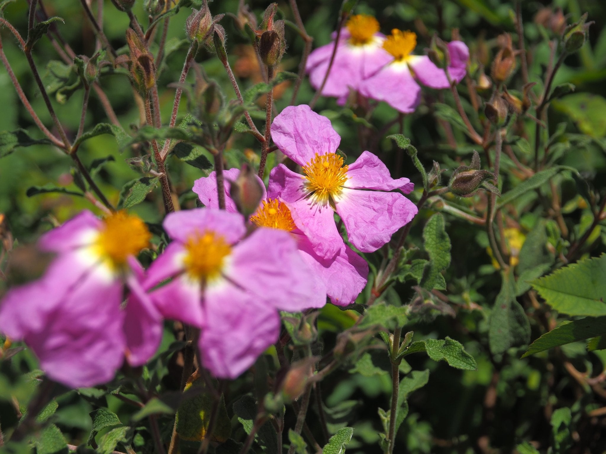 Cistus incanus ssp creticus - Herrenkamper Gärten - Pflanzenraritäten