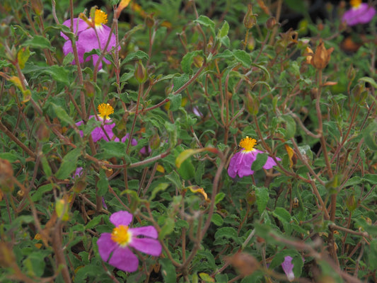 Cistus incanus ssp creticus - Herrenkamper Gärten - Pflanzenraritäten