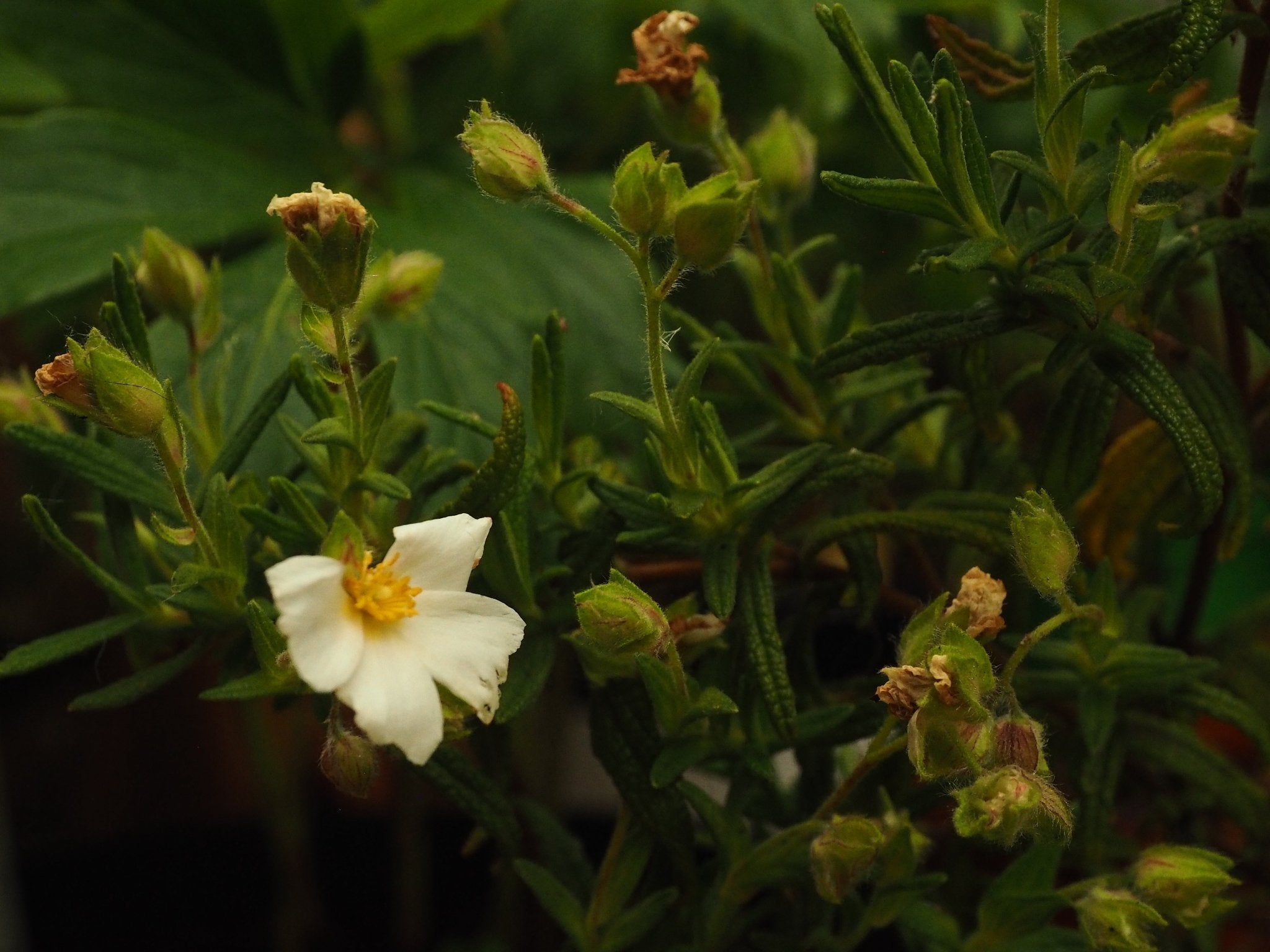 Cistus monspeliensis - Herrenkamper Gärten - Pflanzenraritäten