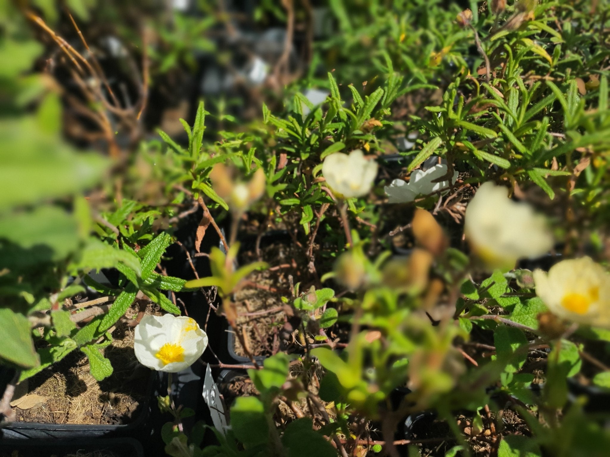 Cistus monspeliensis f.flavencens 'Vicar's Mead' - Herrenkamper Gärten - Pflanzenraritäten