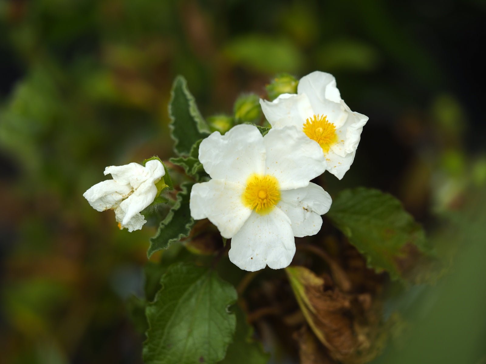 Cistus populifolius - Herrenkamper Gärten - Pflanzenraritäten