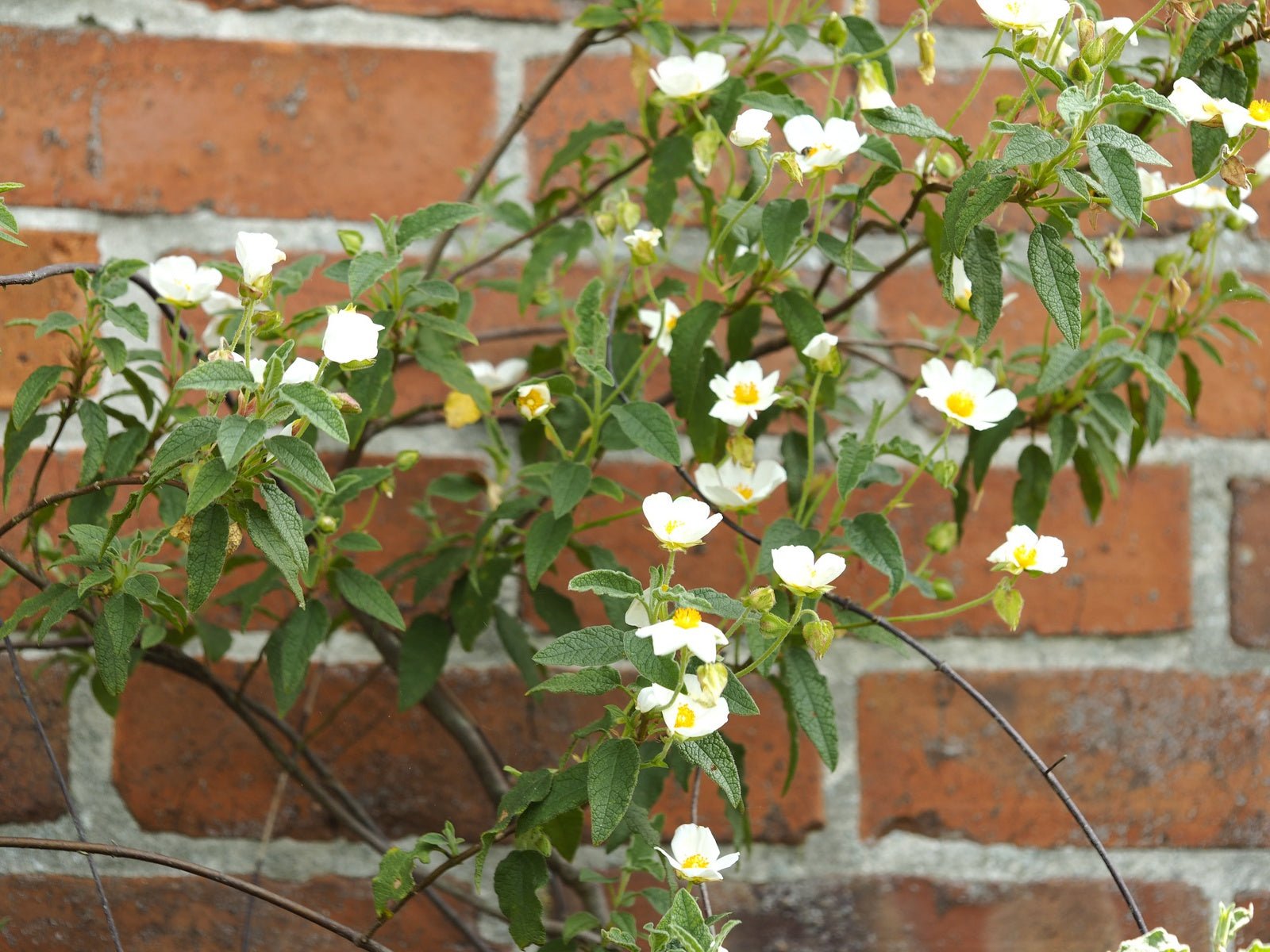 Cistus salvifolius - Herrenkamper Gärten - Pflanzenraritäten