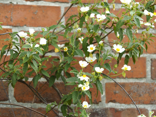 Cistus salvifolius - Herrenkamper Gärten - Pflanzenraritäten