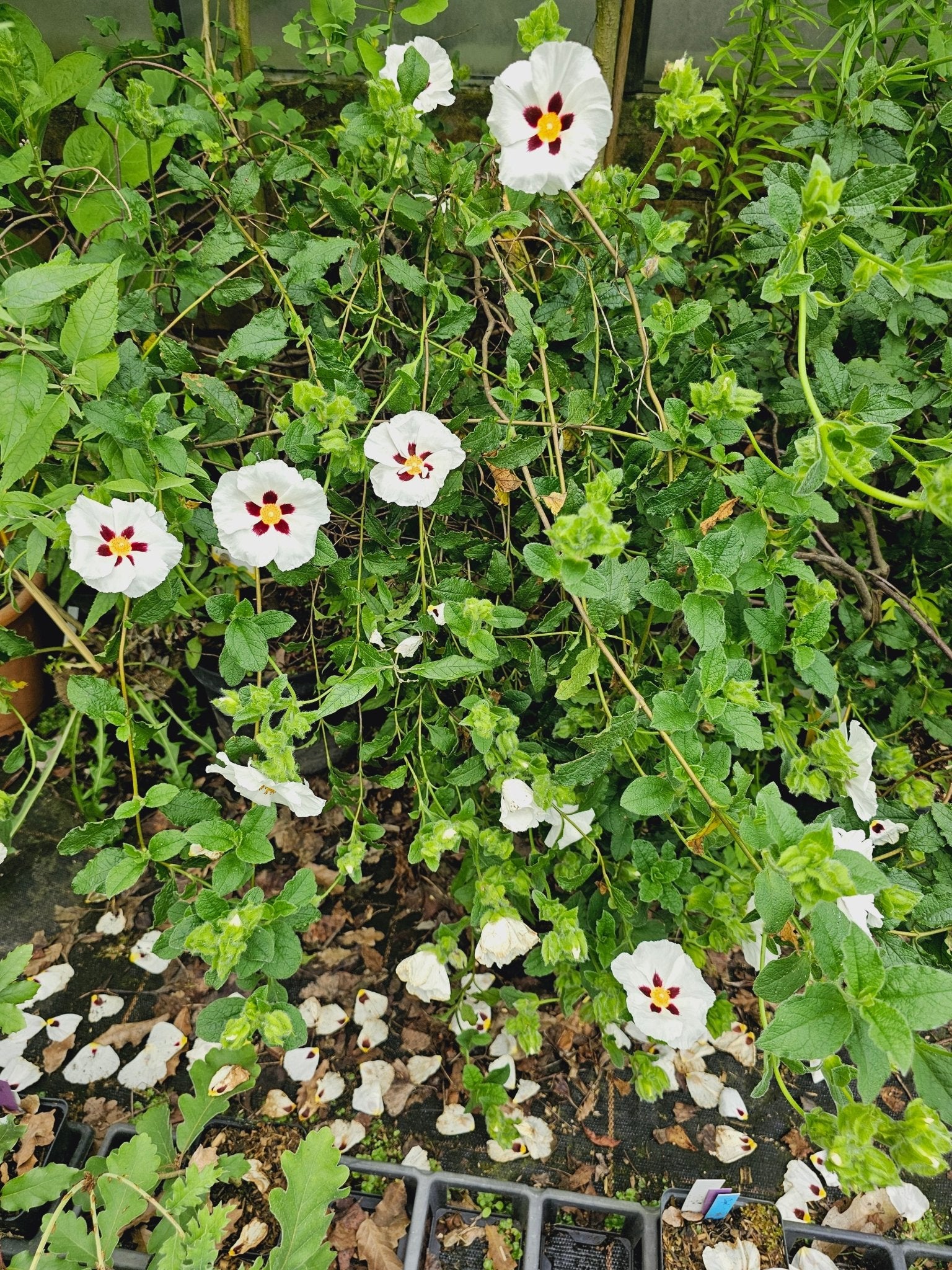 Cistus 'Snow Fire' - Herrenkamper Gärten - Pflanzenraritäten