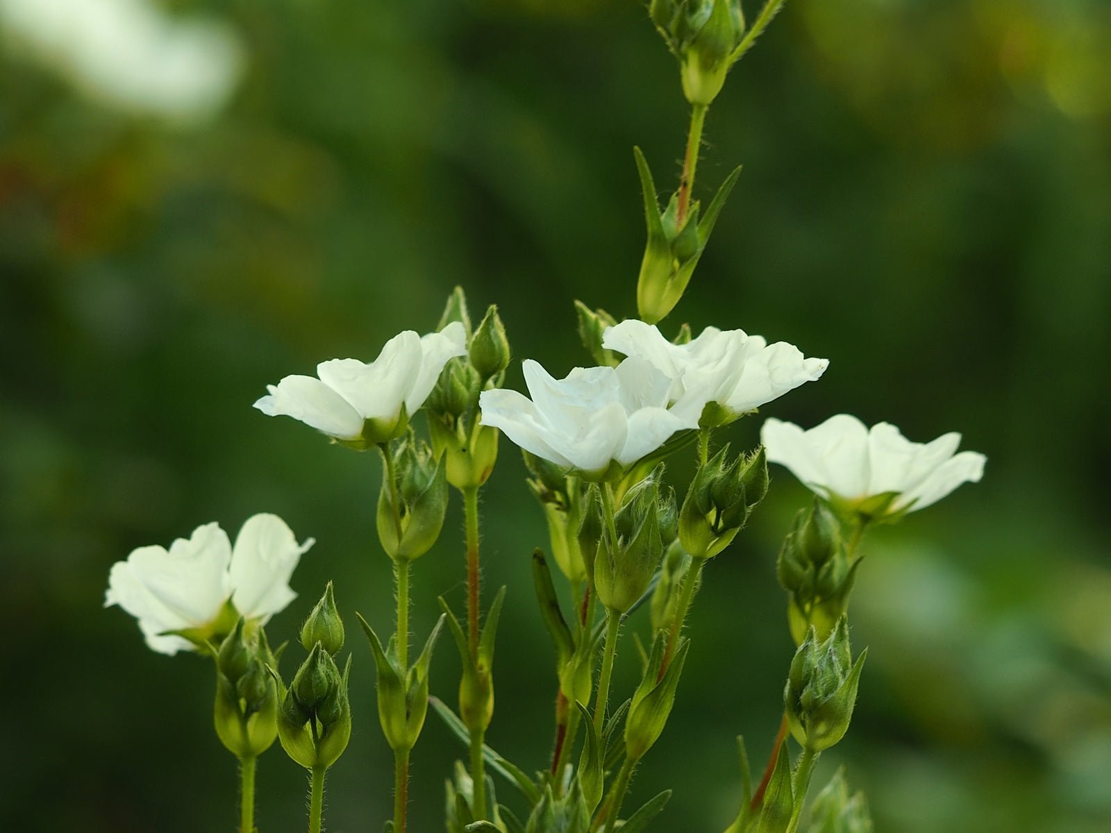 Cistus × verguinii var. albiflorus syn. Cistus × dansereaui 'Albiflorus' - Herrenkamper Gärten - Pflanzenraritäten