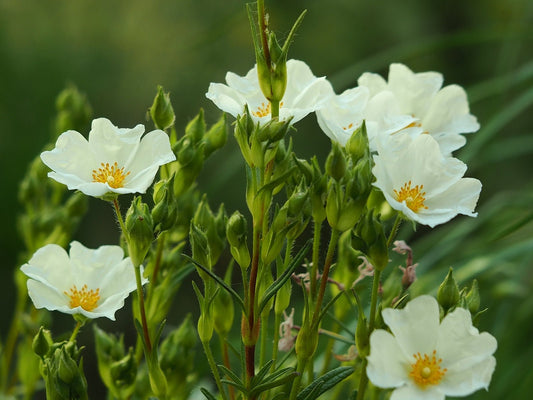 Cistus × verguinii var. albiflorus syn. Cistus × dansereaui 'Albiflorus' - Herrenkamper Gärten - Pflanzenraritäten