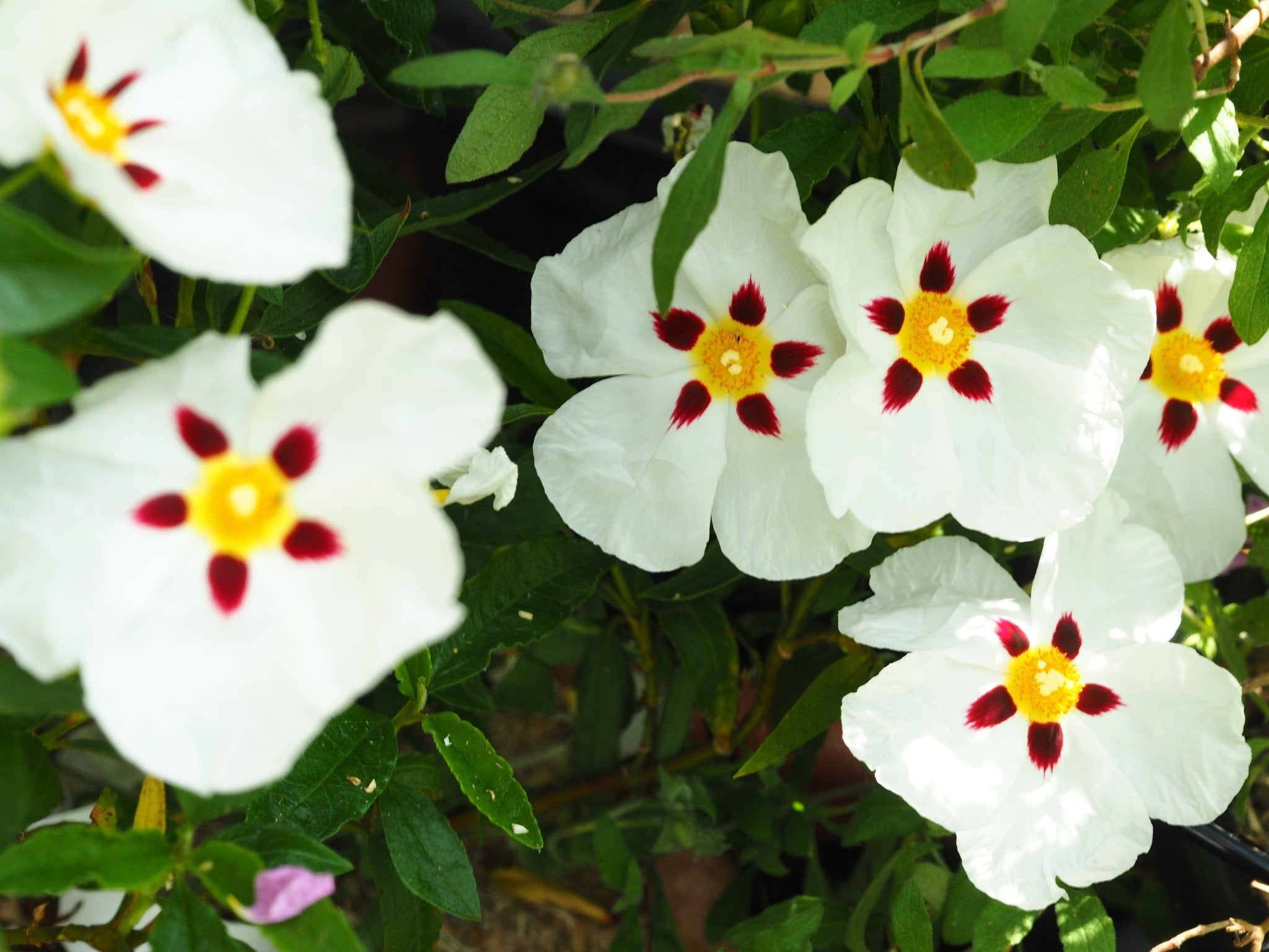 Cistus x aguilarii ' Maculatus' - Herrenkamper Gärten - Pflanzenraritäten