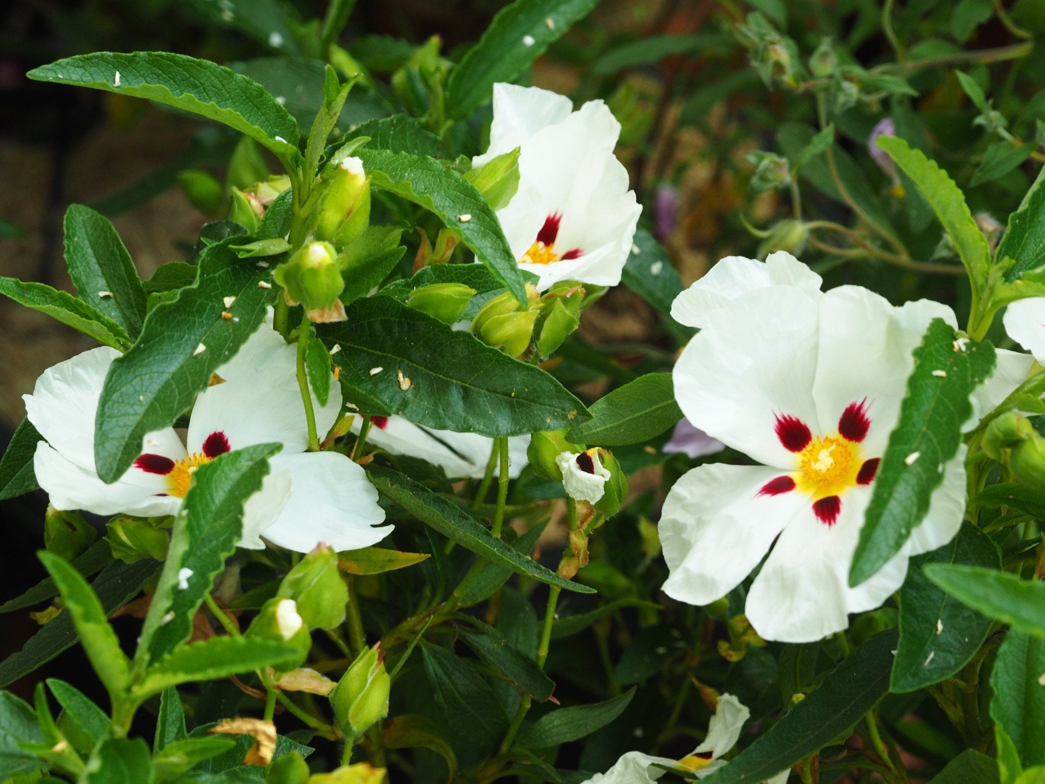 Cistus x aguilarii ' Maculatus' - Herrenkamper Gärten - Pflanzenraritäten