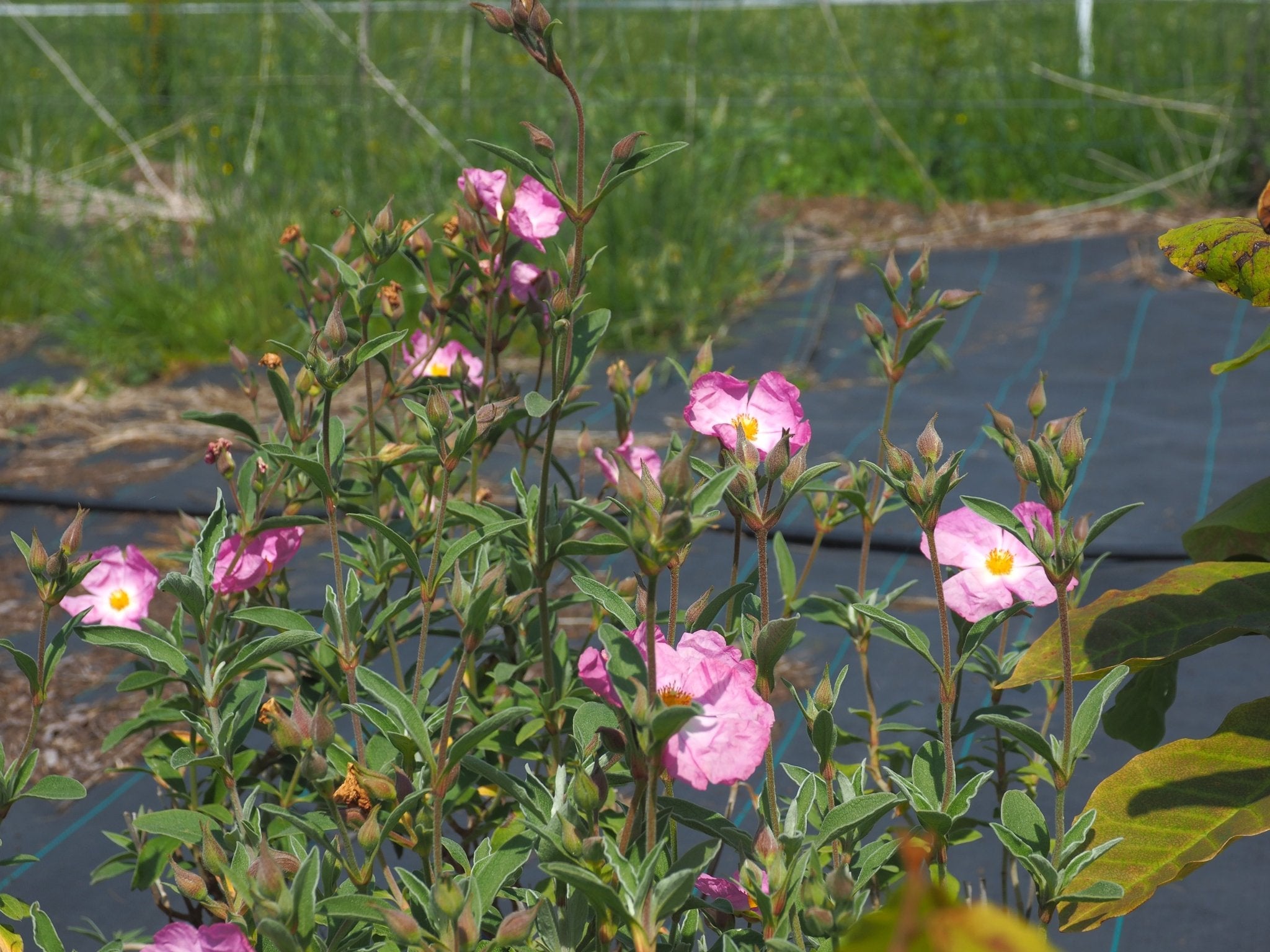 Cistus x argenteus 'Peggy Sammons' - Herrenkamper Gärten - Pflanzenraritäten