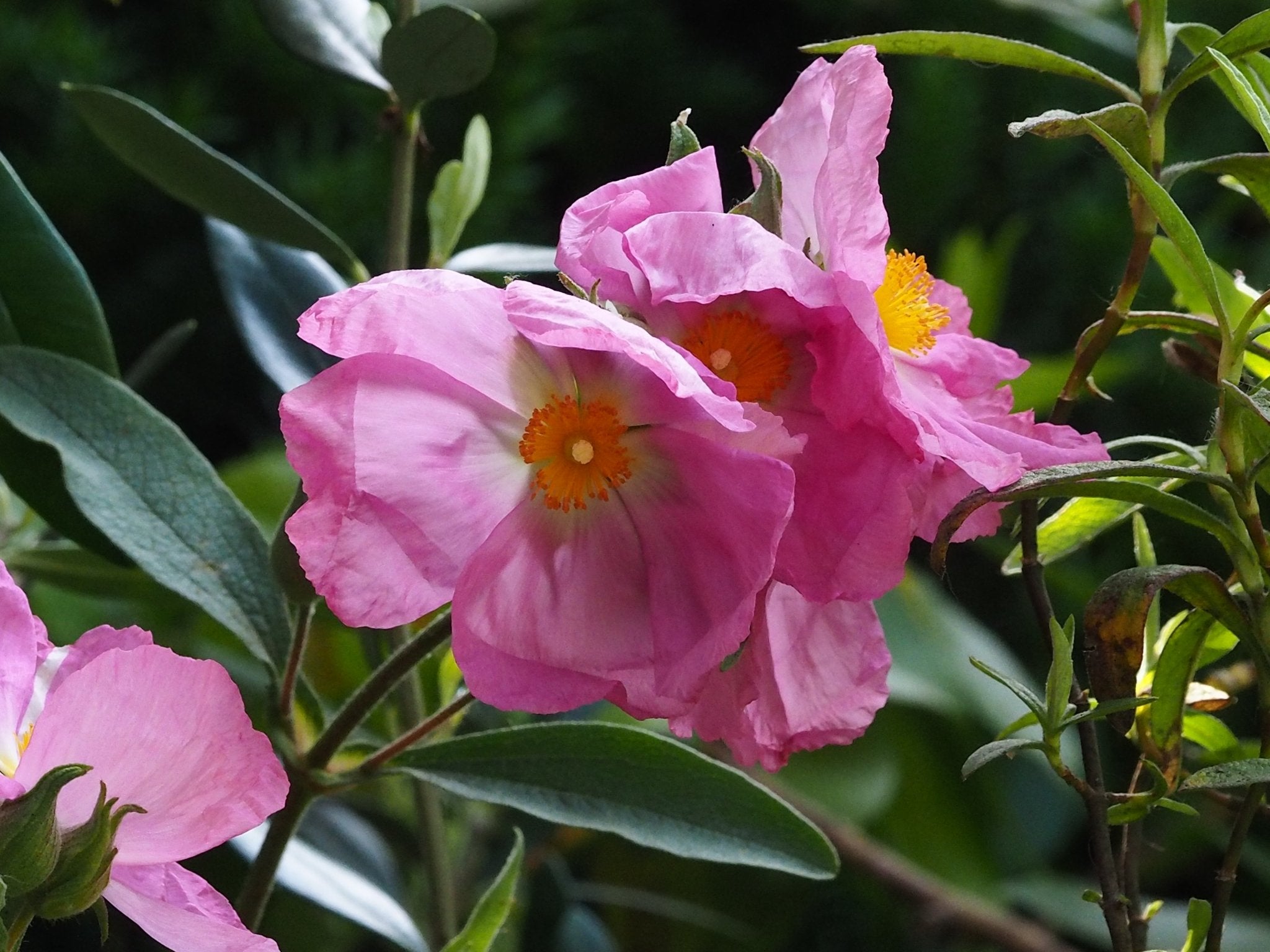 Cistus x argenteus 'Silver Pink' - Herrenkamper Gärten - Pflanzenraritäten
