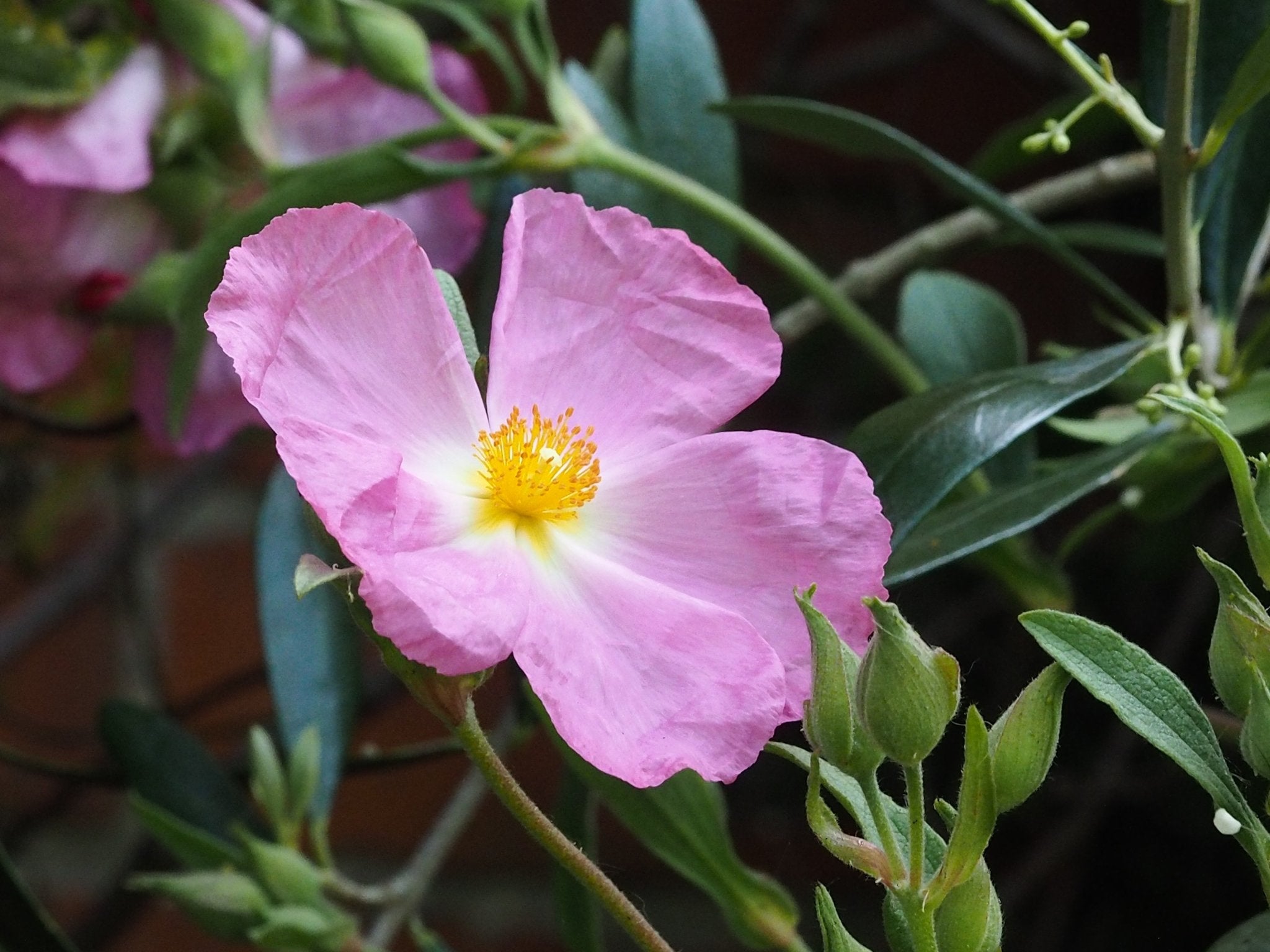 Cistus x argenteus 'Silver Pink' - Herrenkamper Gärten - Pflanzenraritäten