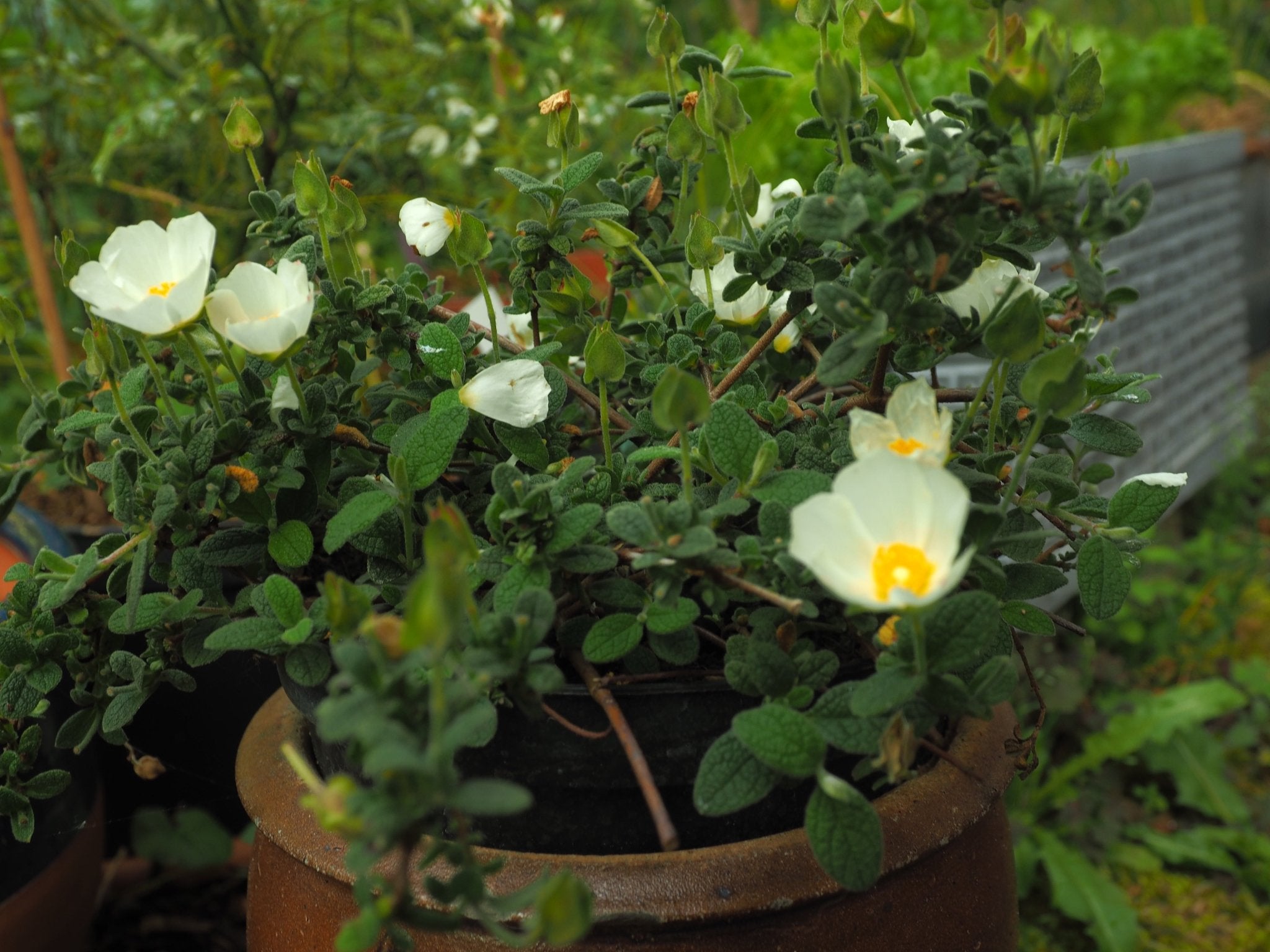 Cistus x corbariensis - Herrenkamper Gärten - Pflanzenraritäten