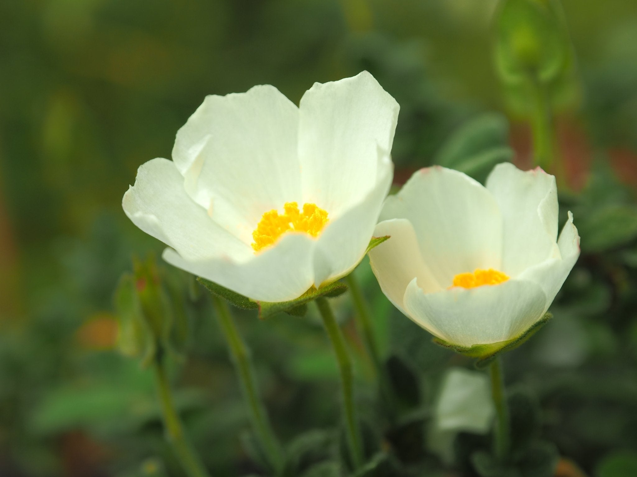 Cistus x corbariensis - Herrenkamper Gärten - Pflanzenraritäten