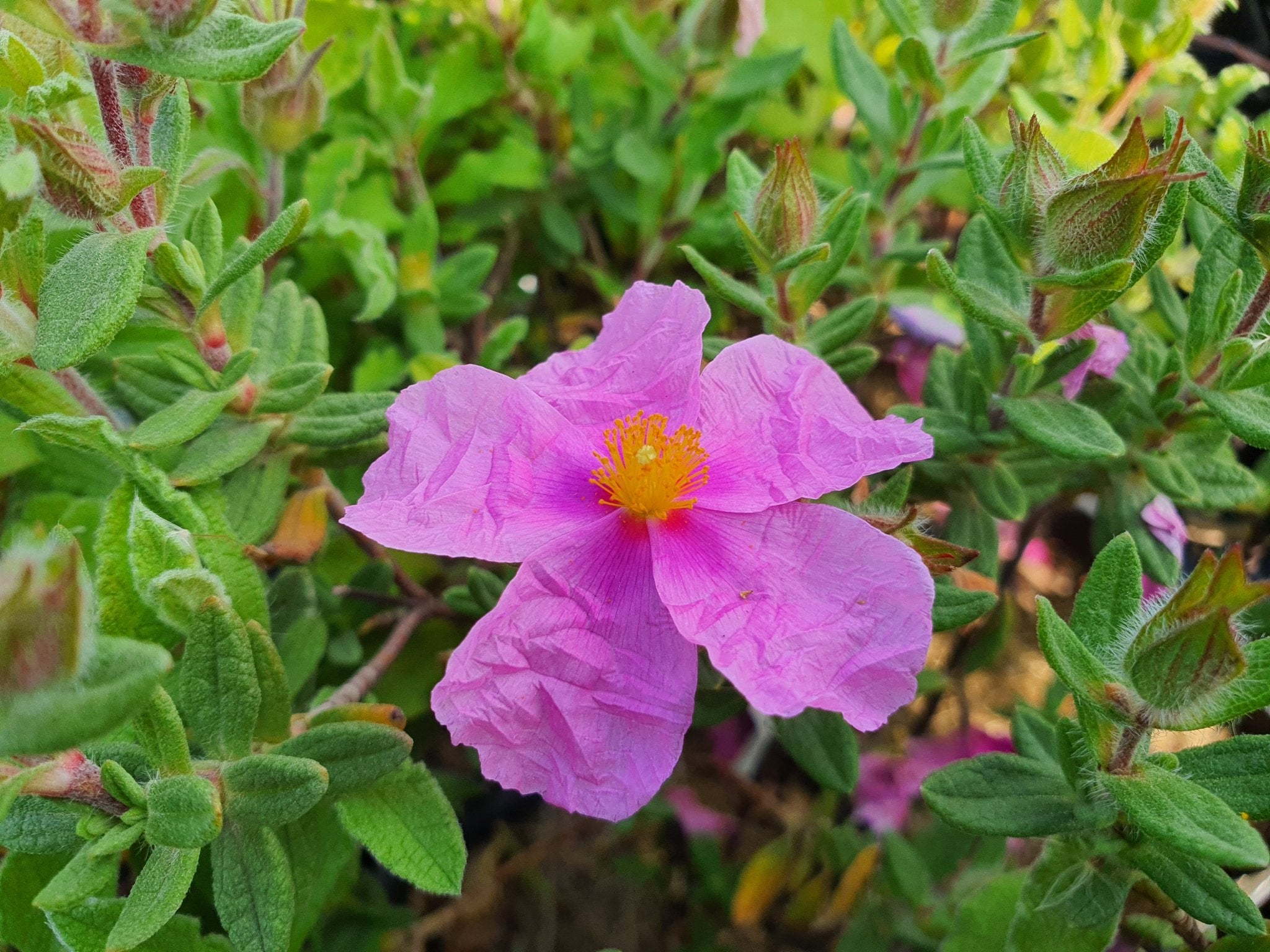 Cistus x creticus 'Ano Moulia' - Herrenkamper Gärten - Pflanzenraritäten