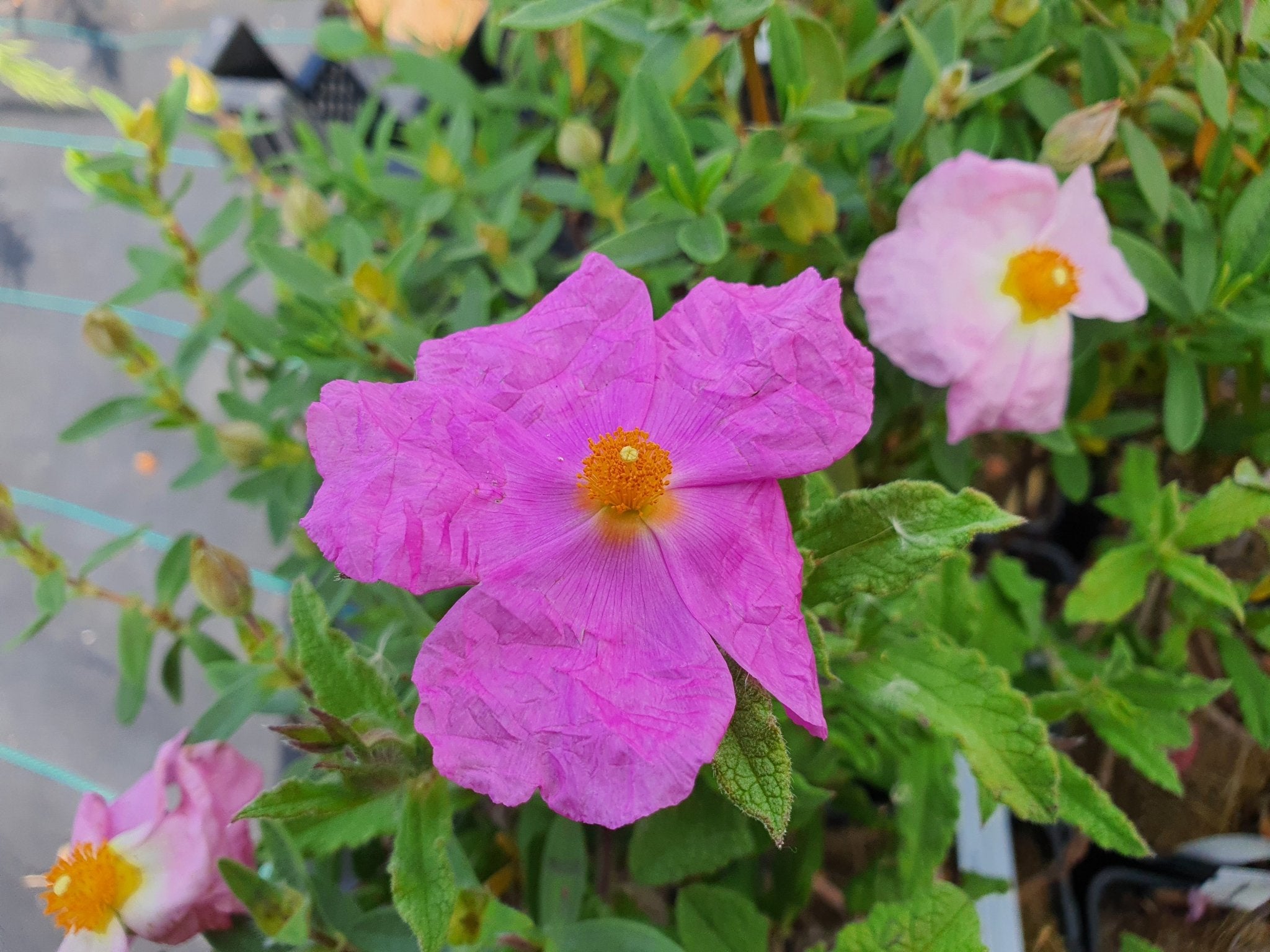 Cistus x crispatus - Herrenkamper Gärten - Pflanzenraritäten