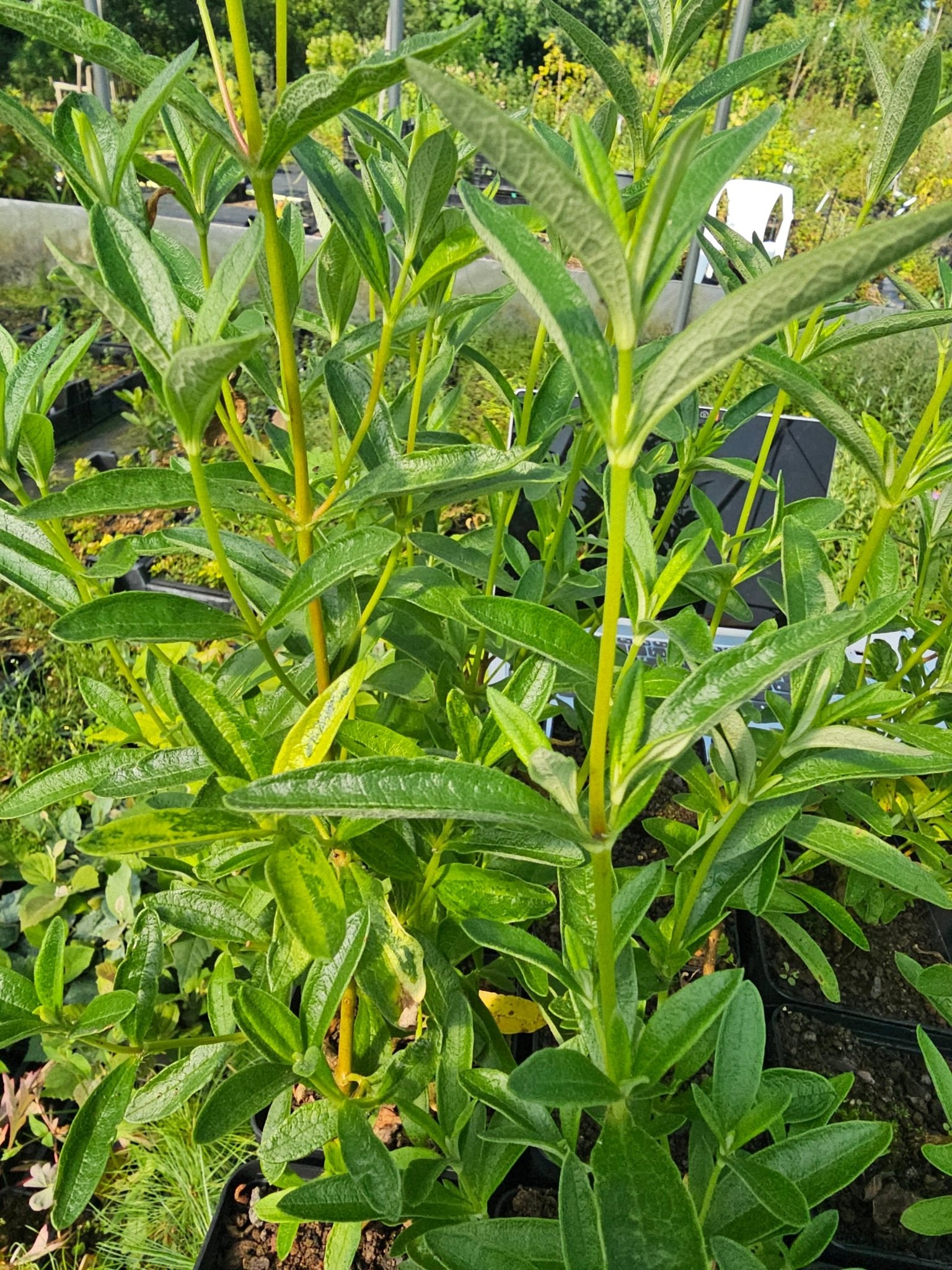 Cistus x curvativus - Herrenkamper Gärten - Pflanzenraritäten