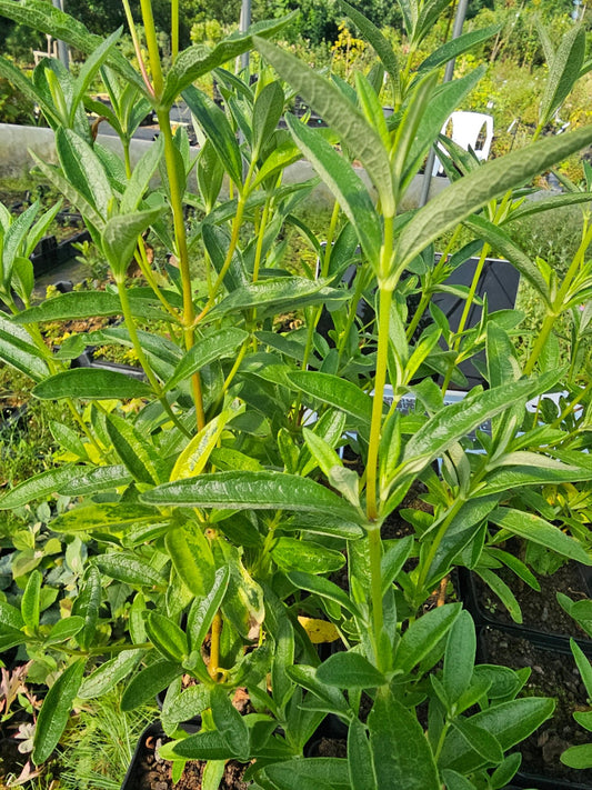 Cistus x curvativus - Herrenkamper Gärten - Pflanzenraritäten