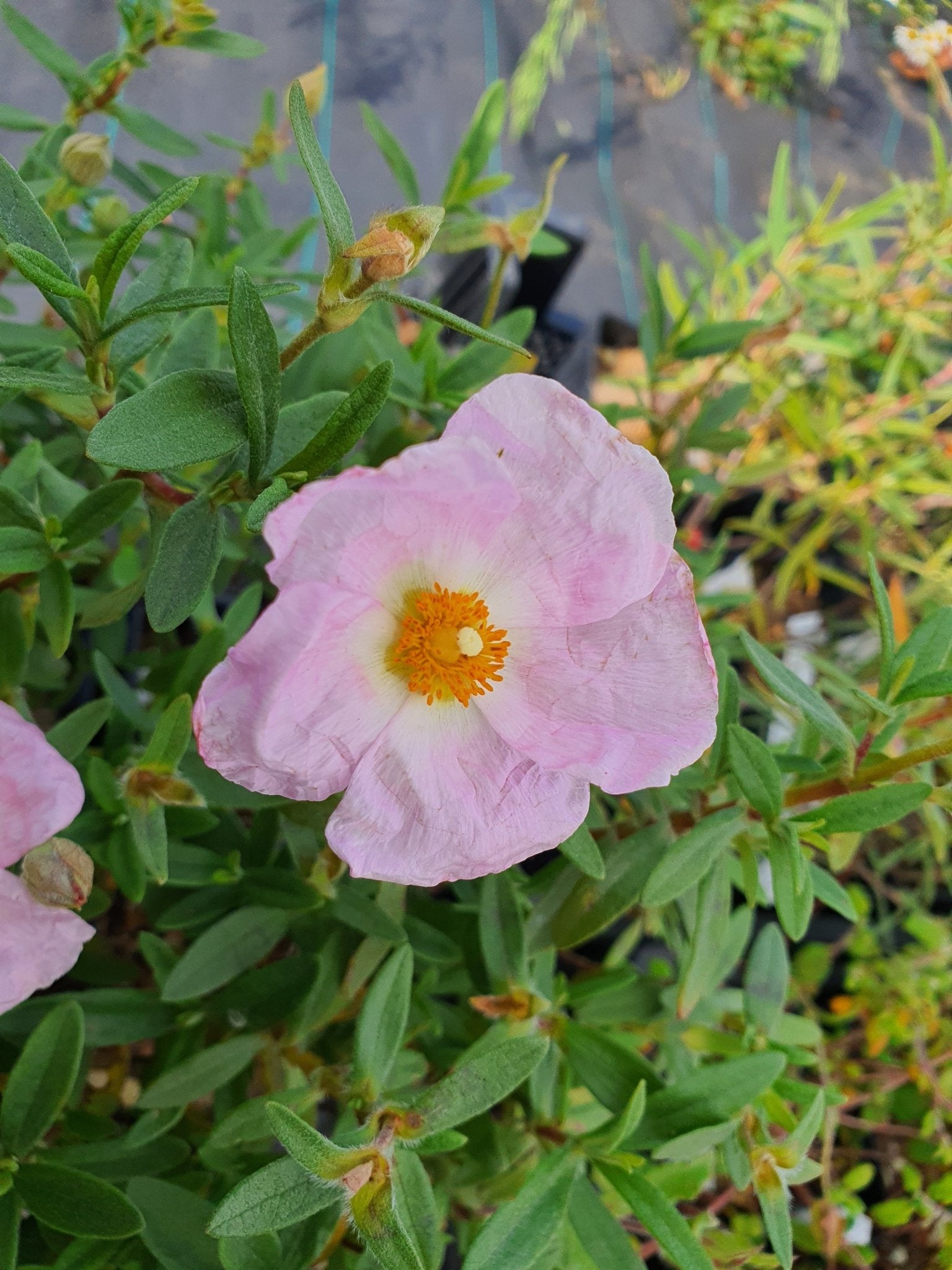 Cistus x curvativus - Herrenkamper Gärten - Pflanzenraritäten