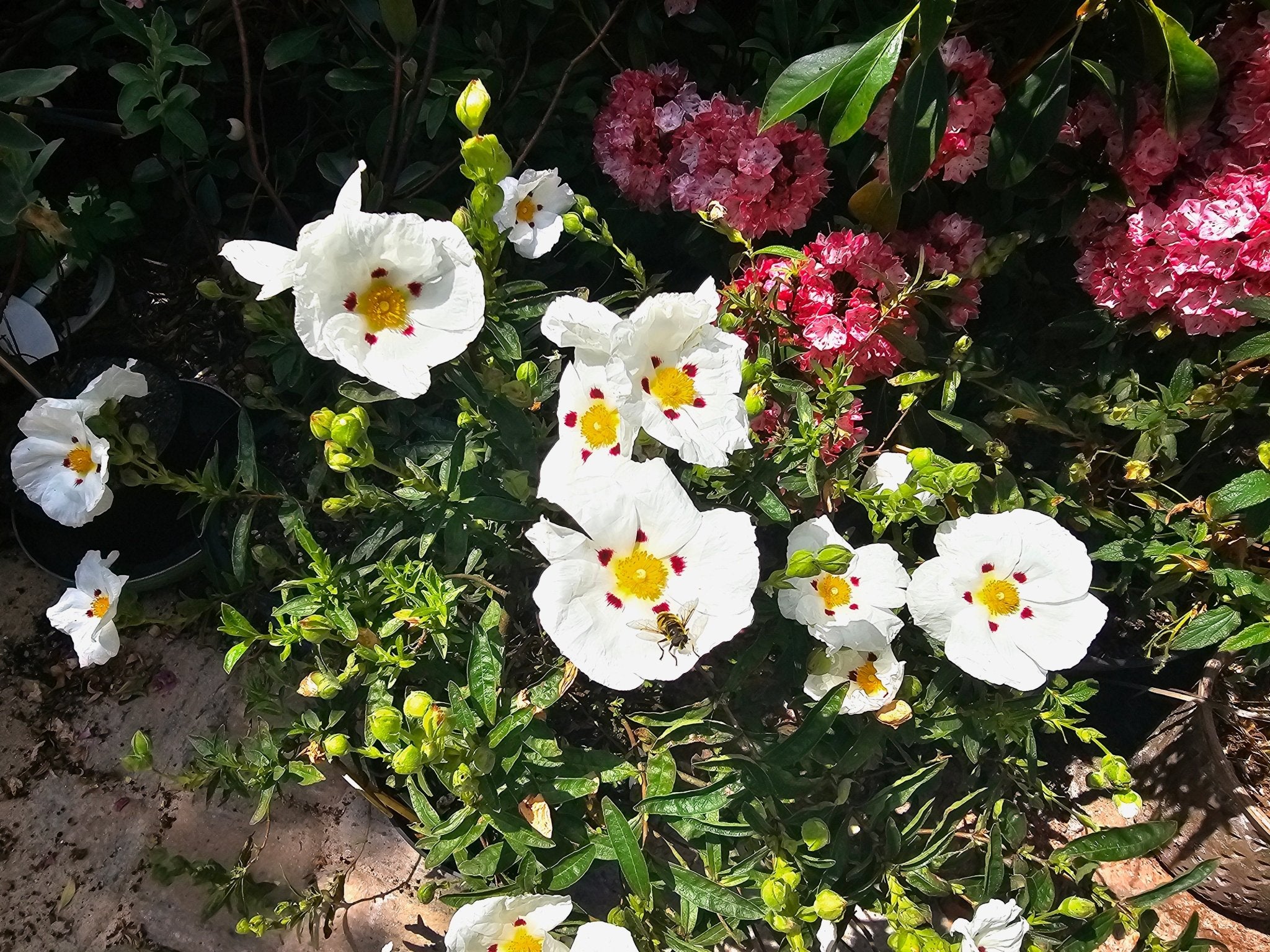 Cistus x dansereaui 'Decumbens' - Herrenkamper Gärten - Pflanzenraritäten