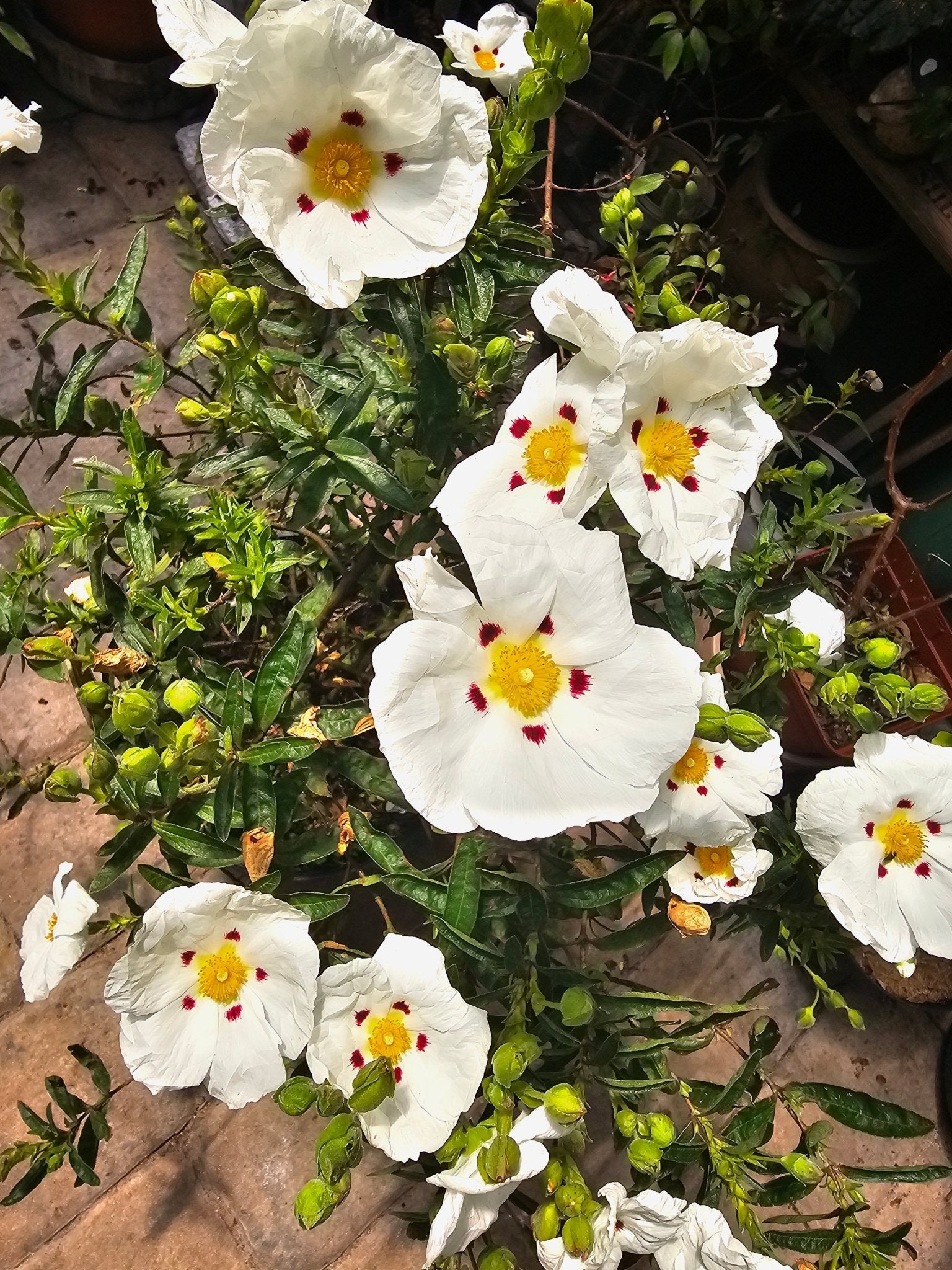 Cistus x dansereaui 'Decumbens' - Herrenkamper Gärten - Pflanzenraritäten