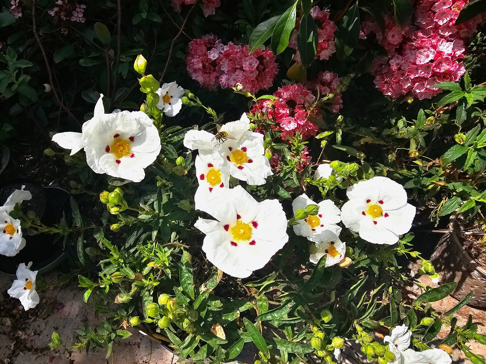 Cistus x dansereaui 'Decumbens' - Herrenkamper Gärten - Pflanzenraritäten