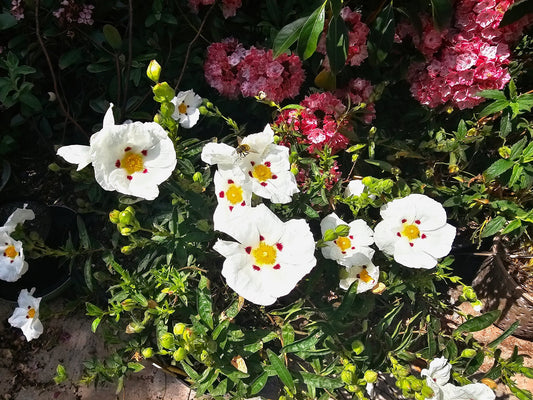 Cistus x dansereaui 'Decumbens' - Herrenkamper Gärten - Pflanzenraritäten