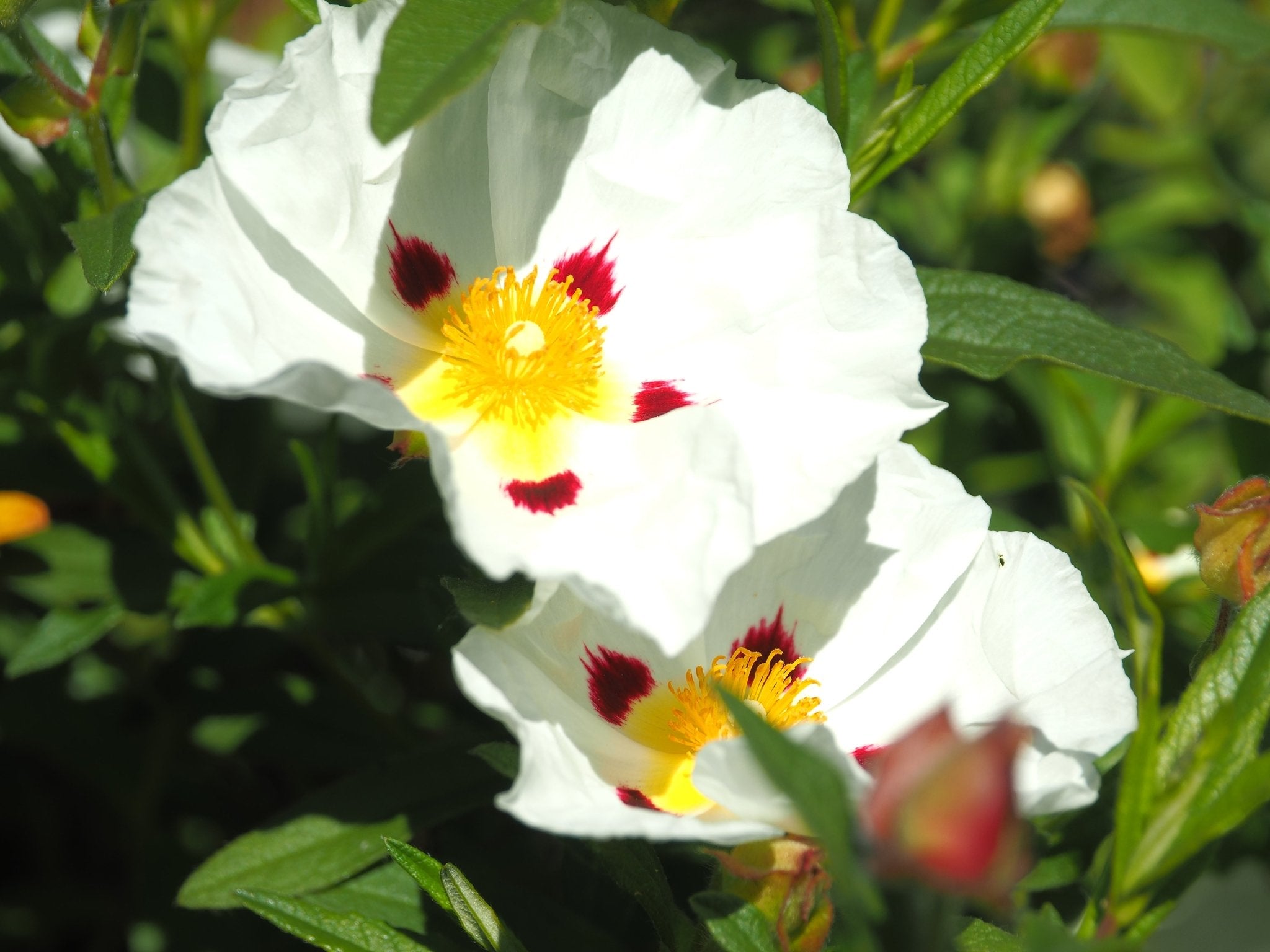 Cistus x dansereaui 'Jenkyn Place' - Herrenkamper Gärten - Pflanzenraritäten