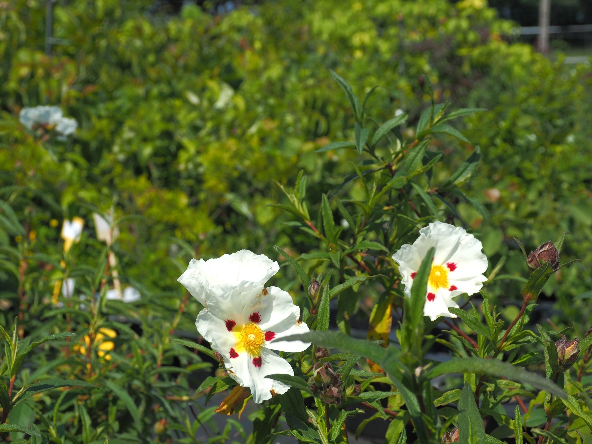 Cistus x dansereaui 'Jenkyn Place' - Herrenkamper Gärten - Pflanzenraritäten