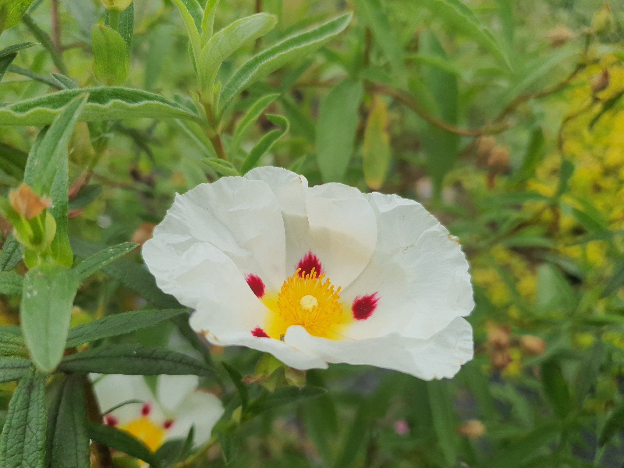 Cistus x dansereaui 'Jenkyn Place' - Herrenkamper Gärten - Pflanzenraritäten