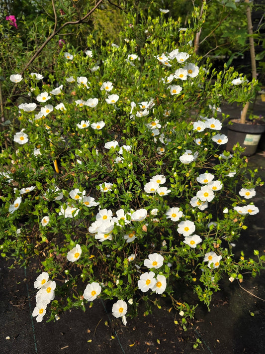 Cistus x florentinus 'Tramontane' - Herrenkamper Gärten - Pflanzenraritäten