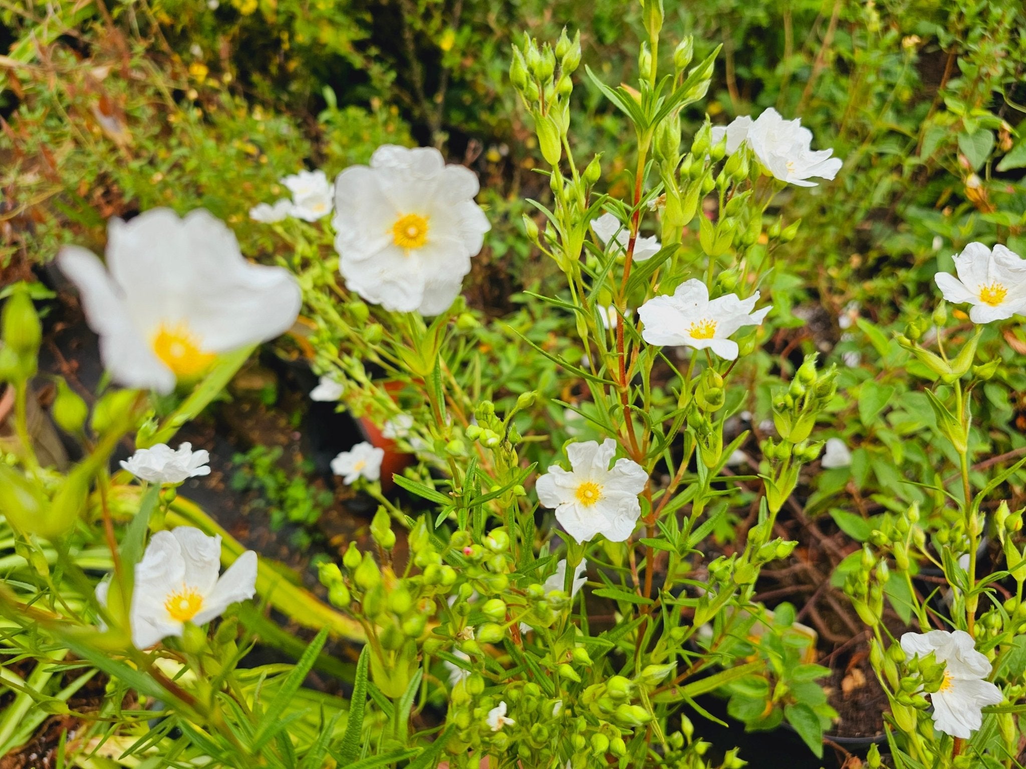 Cistus x heterocalyx 'Chelsea Bonnet' - Herrenkamper Gärten - Pflanzenraritäten