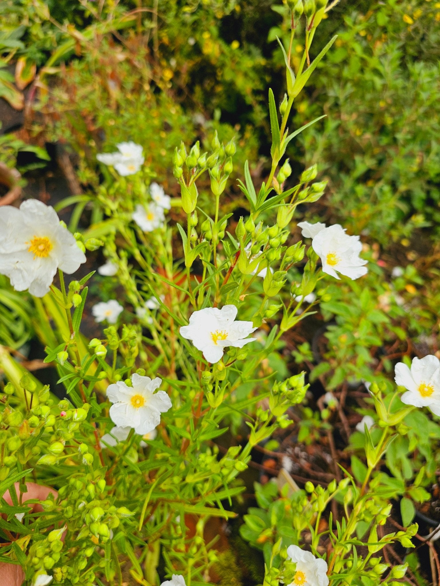 Cistus x heterocalyx 'Chelsea Bonnet' - Herrenkamper Gärten - Pflanzenraritäten