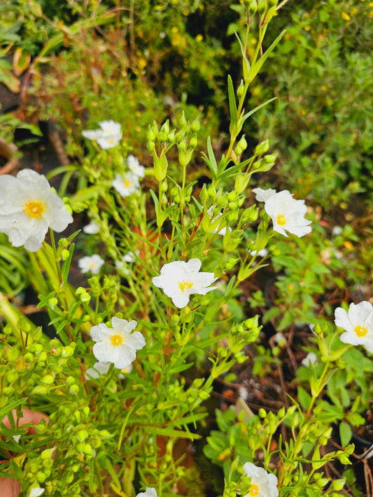 Cistus x heterocalyx 'Chelsea Bonnet' - Herrenkamper Gärten - Pflanzenraritäten