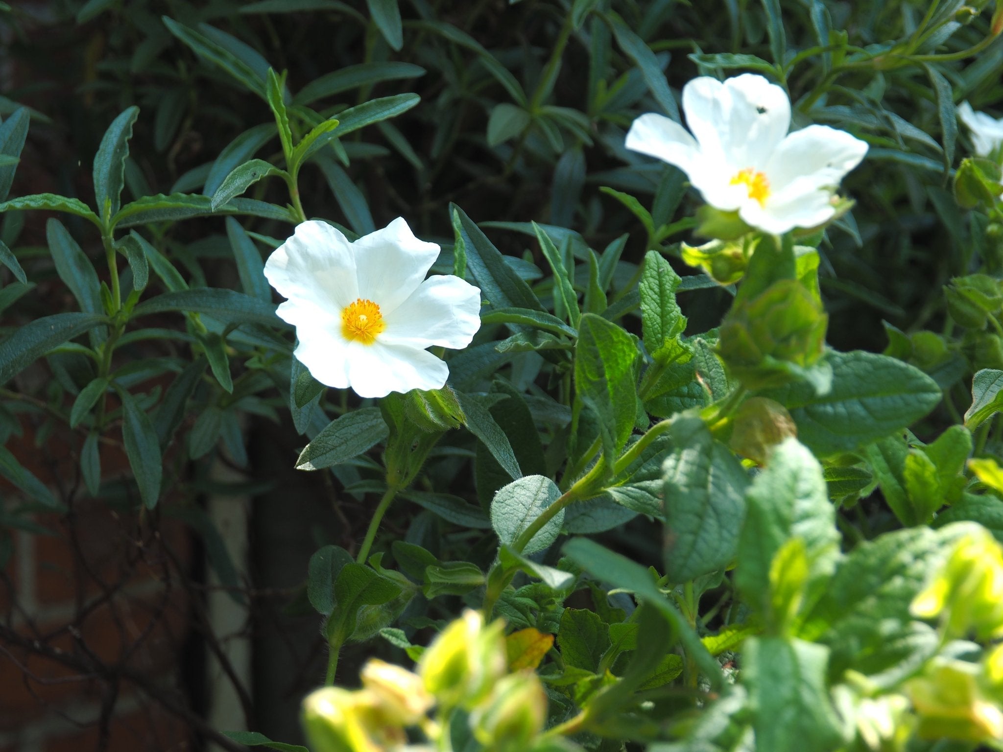 Cistus x laxus 'Snow White' - Herrenkamper Gärten - Pflanzenraritäten