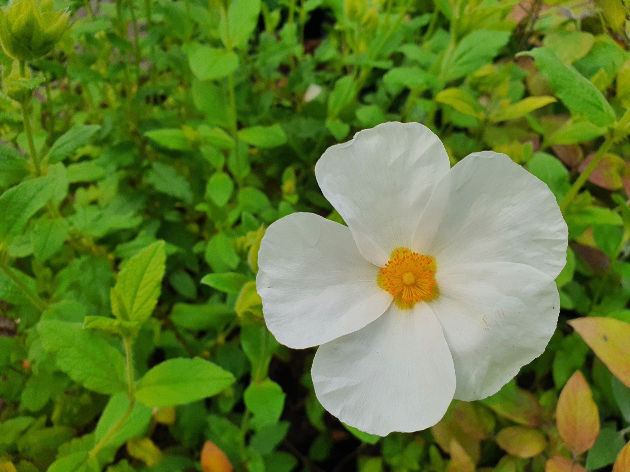 Cistus x laxus 'Snow White' - Herrenkamper Gärten - Pflanzenraritäten