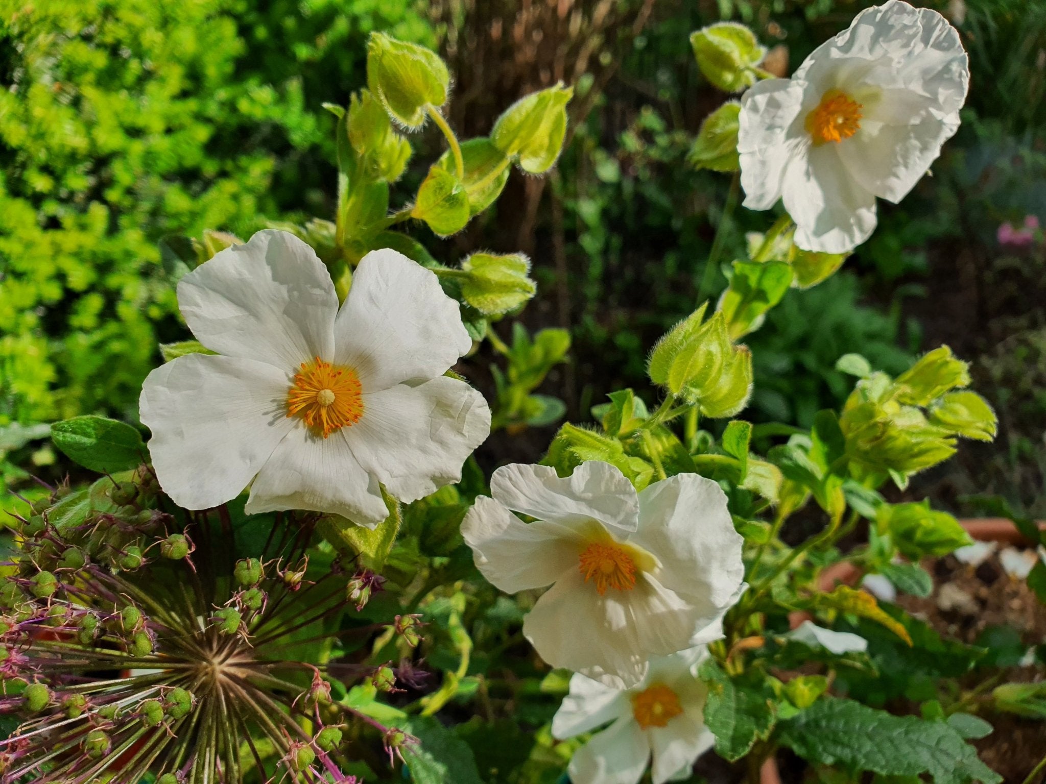 Cistus x laxus 'Snow White' - Herrenkamper Gärten - Pflanzenraritäten