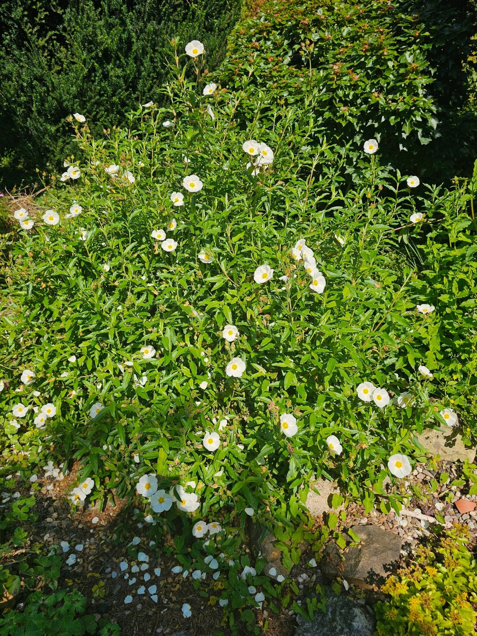 Cistus x oblongifolia - Herrenkamper Gärten - Pflanzenraritäten