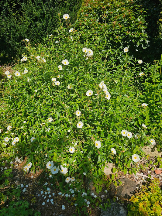 Cistus x oblongifolia - Herrenkamper Gärten - Pflanzenraritäten
