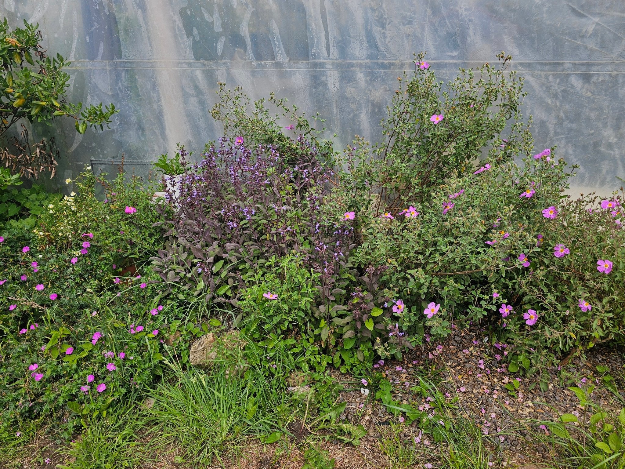 Cistus x pulverulentus 'Fiona' - Herrenkamper Gärten - Pflanzenraritäten