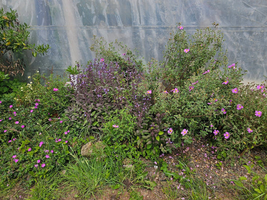 Cistus x pulverulentus 'Fiona' - Herrenkamper Gärten - Pflanzenraritäten