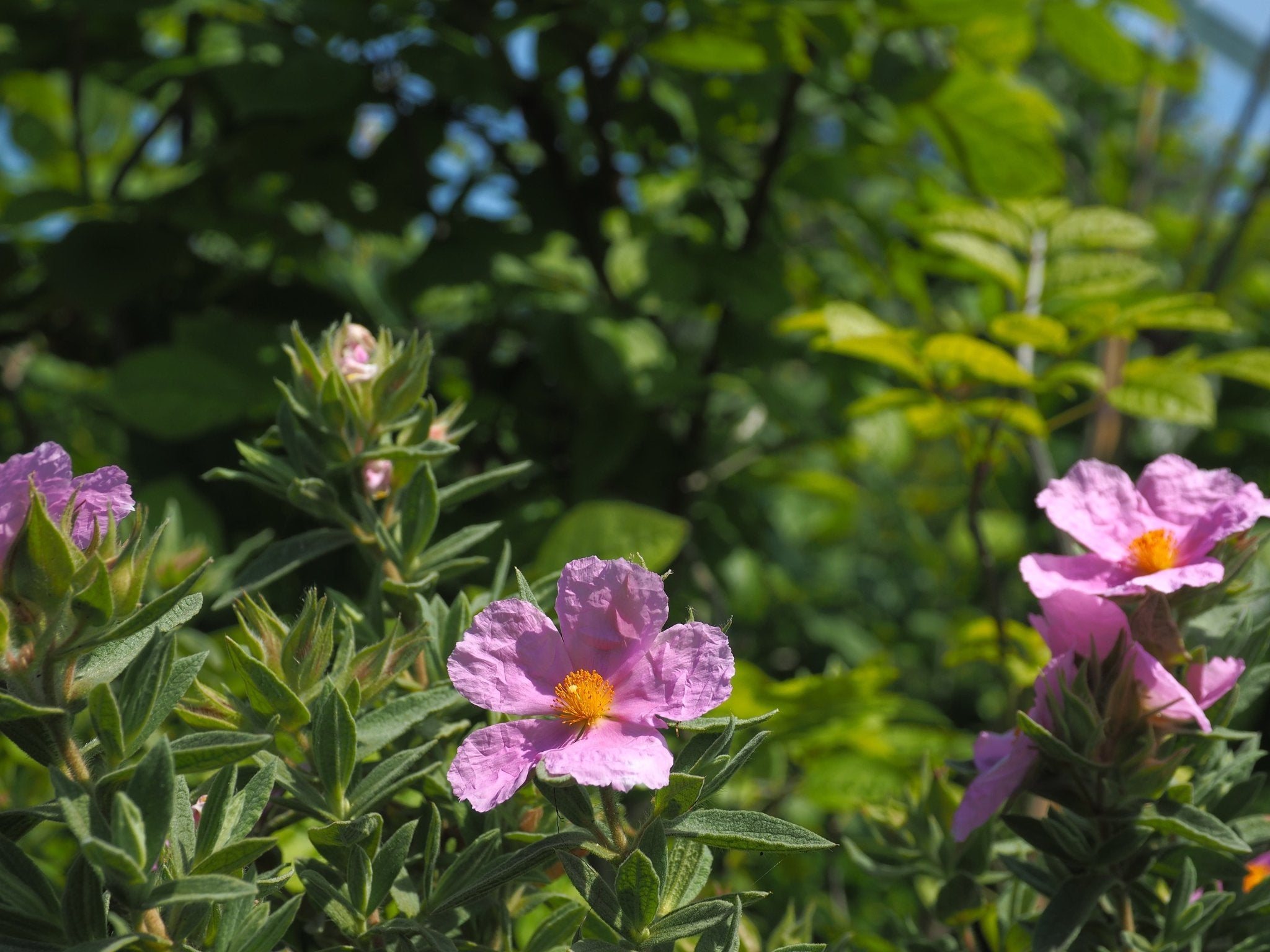 Cistus x pulverulentus 'Fiona' - Herrenkamper Gärten - Pflanzenraritäten